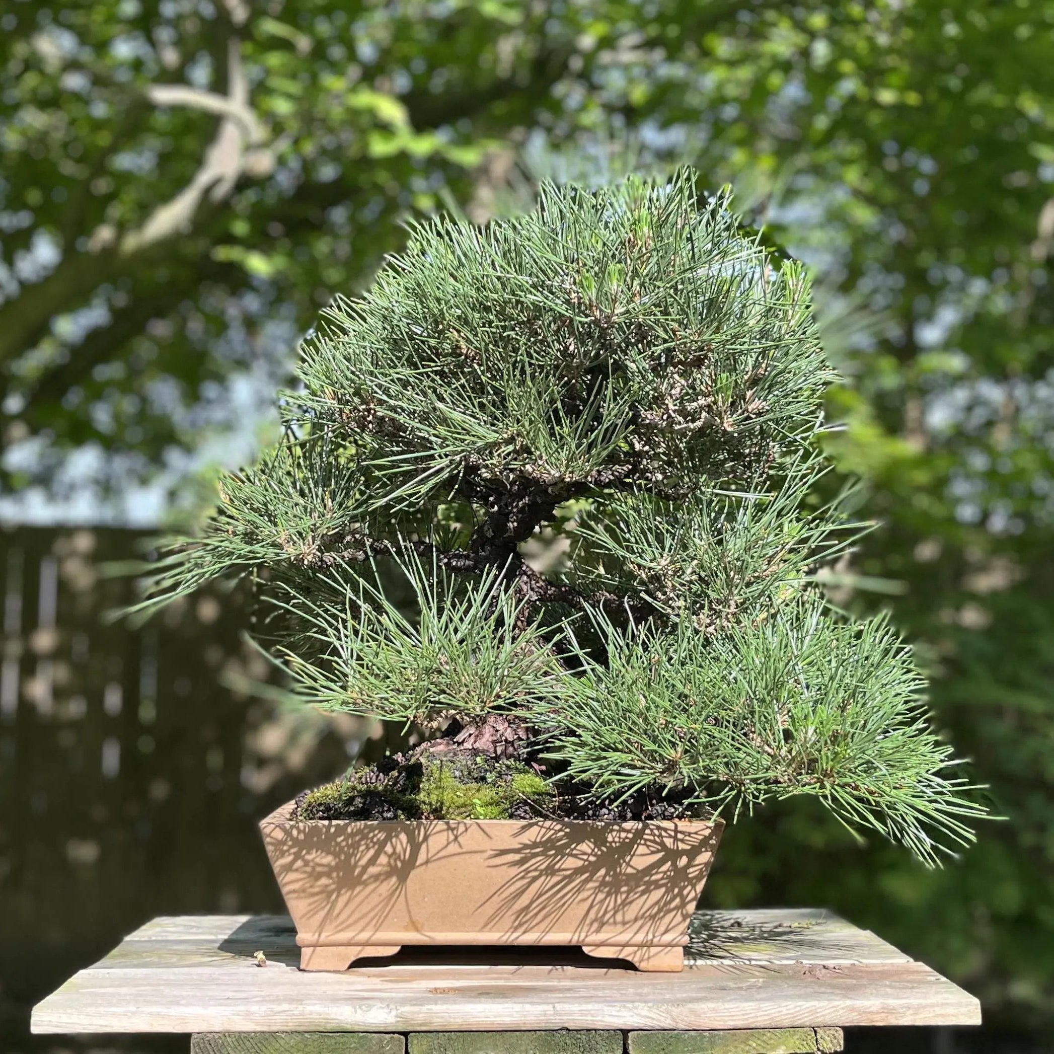 Pinus thunbergii Canada Bonsai