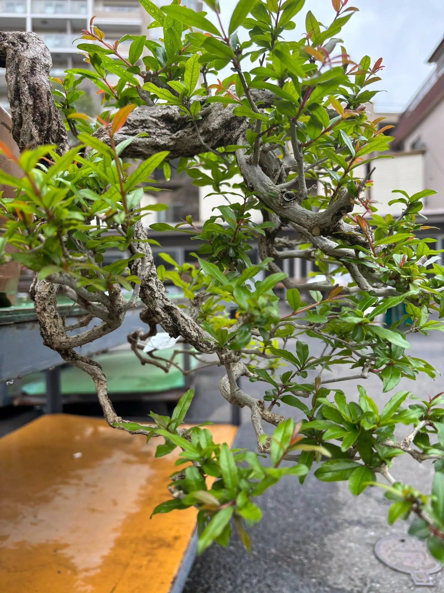 Punica granatum Canada Bonsai