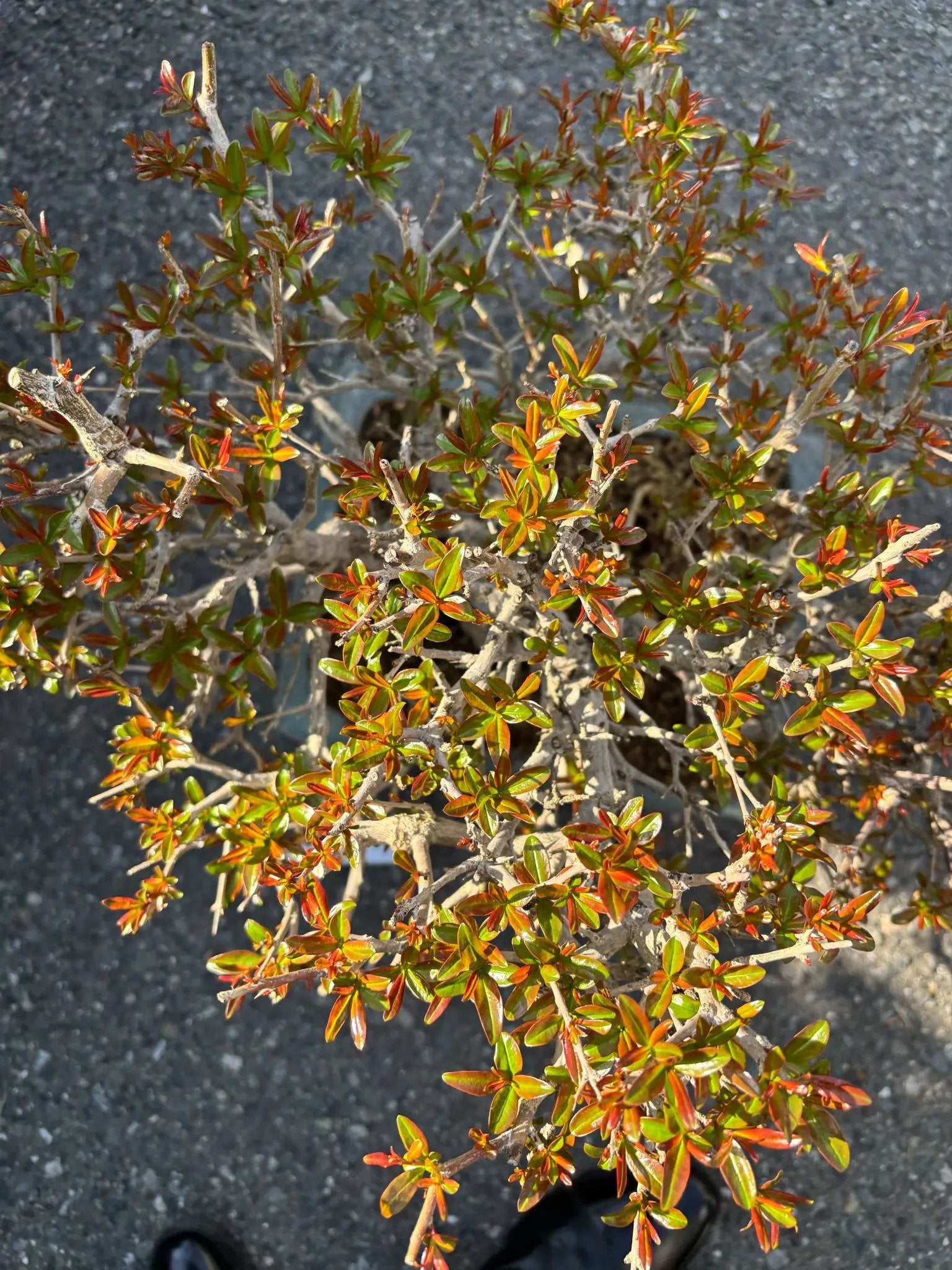 Punica granatum Canada Bonsai