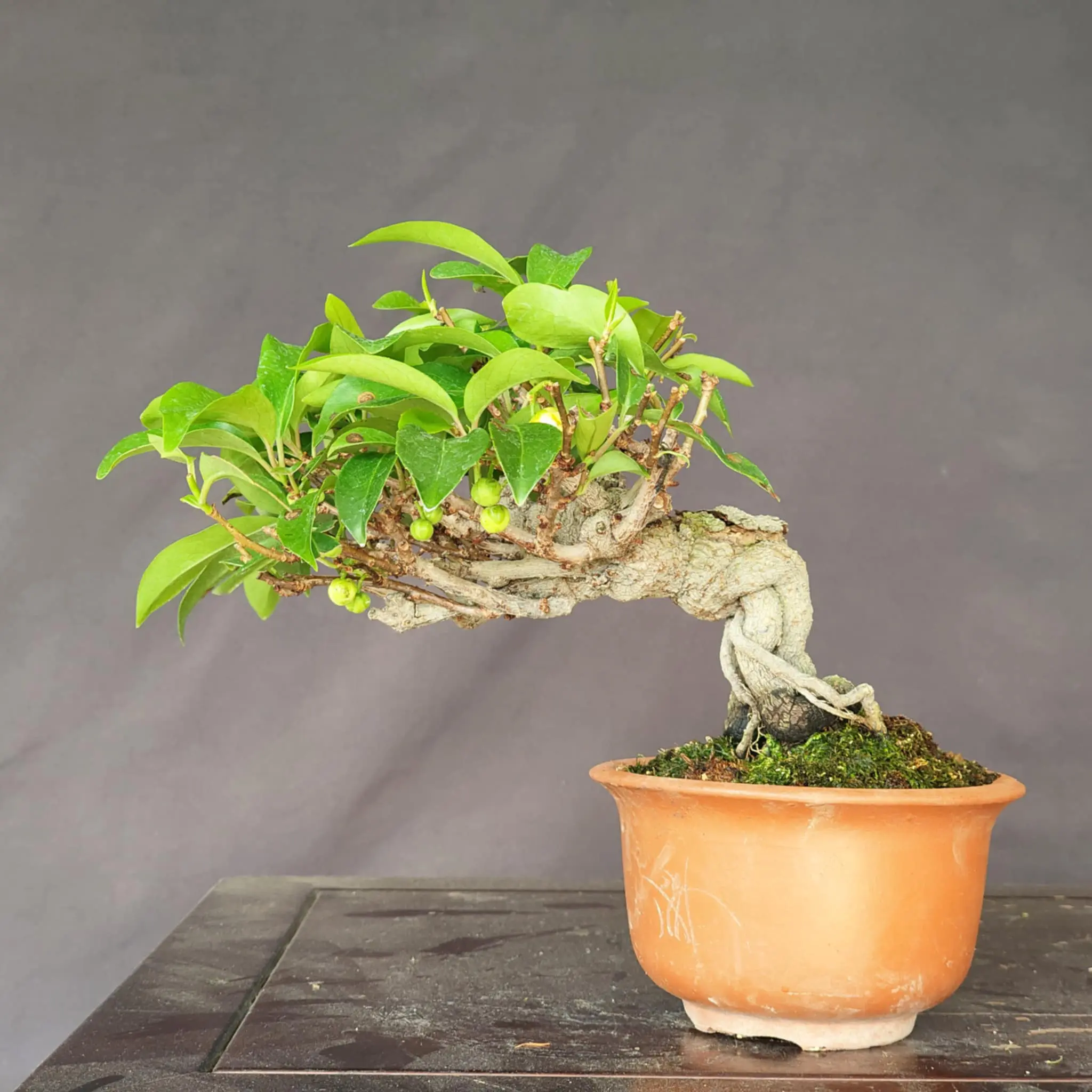 Kadsura Canada Bonsai