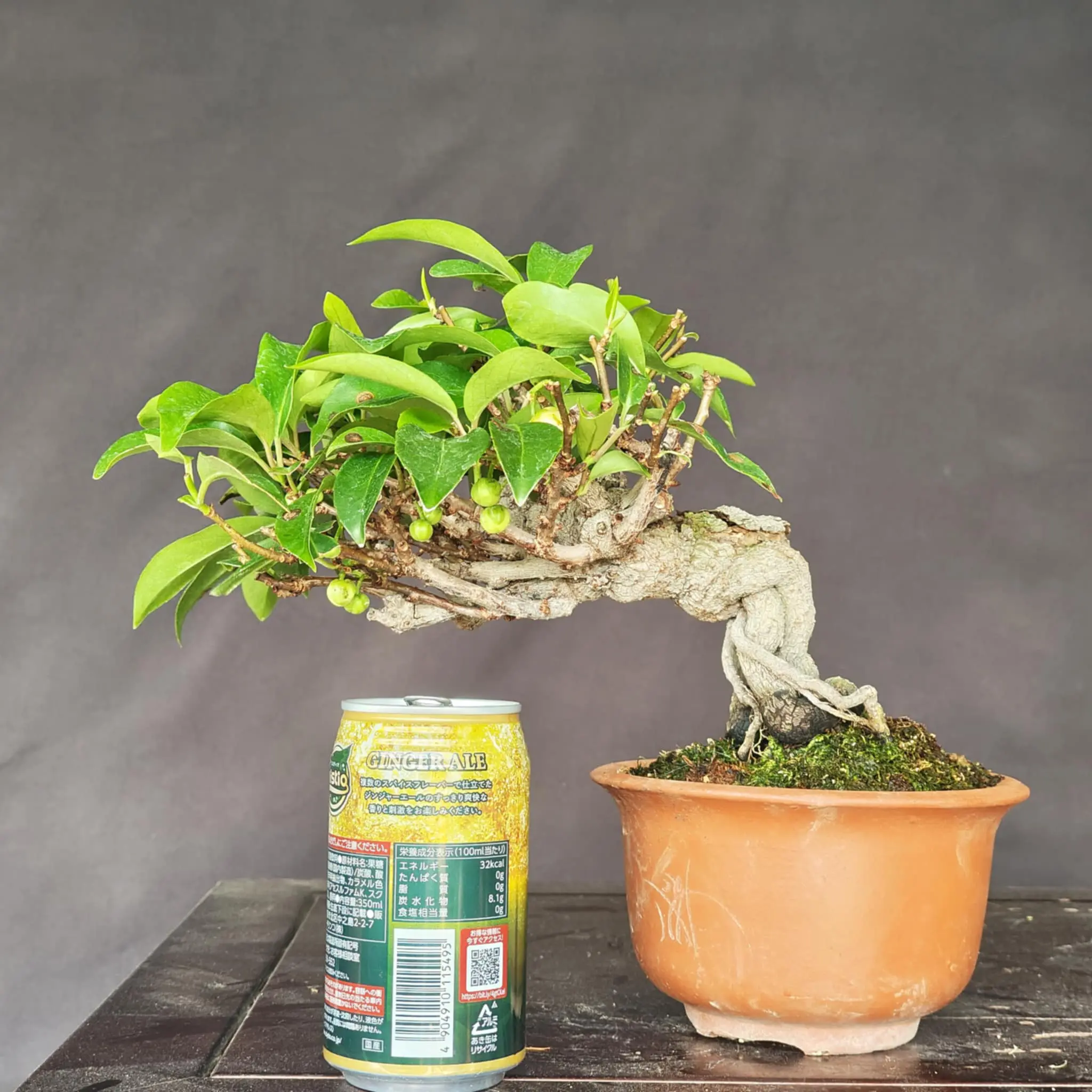 Kadsura Canada Bonsai