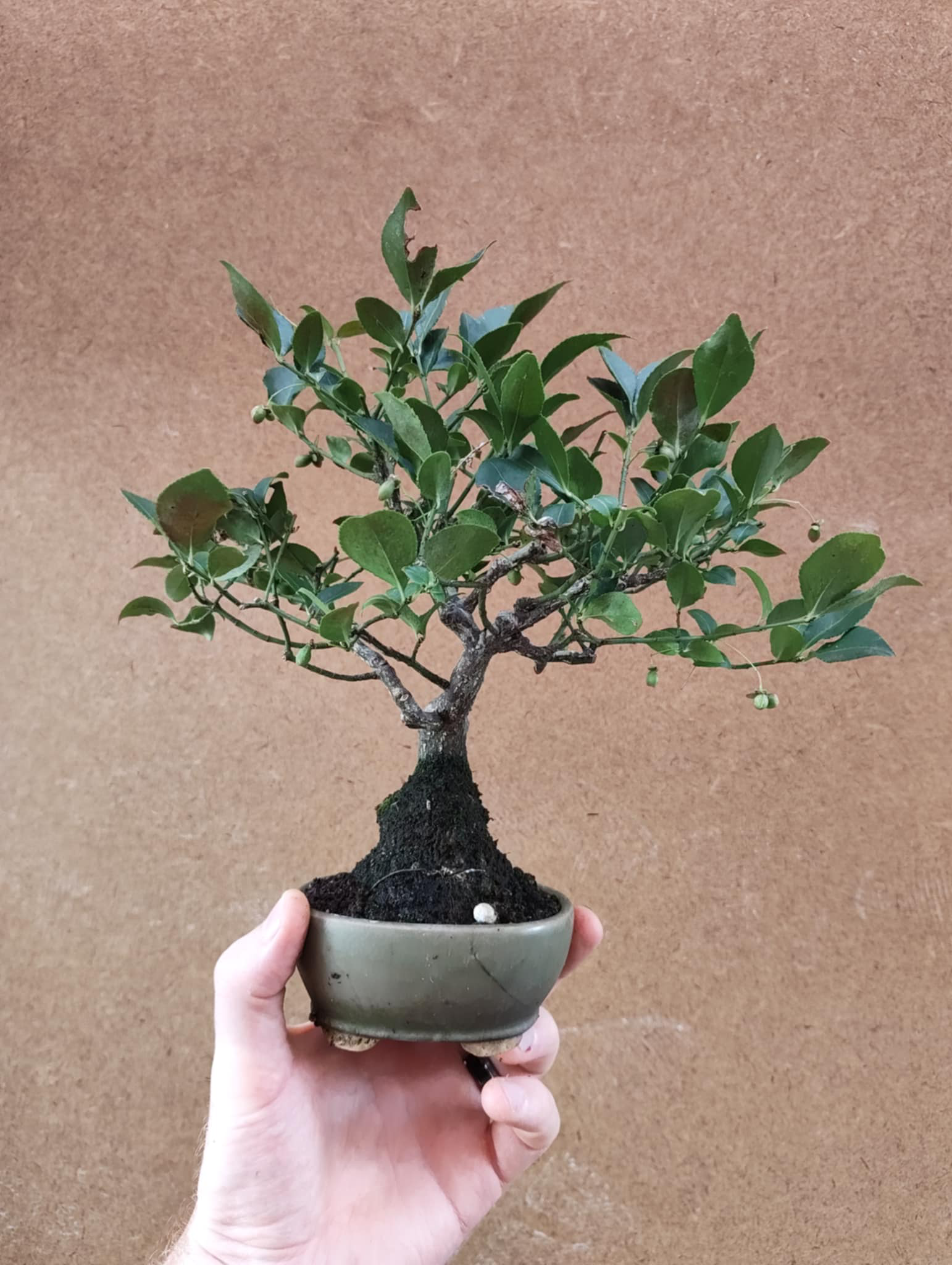 Euonymus