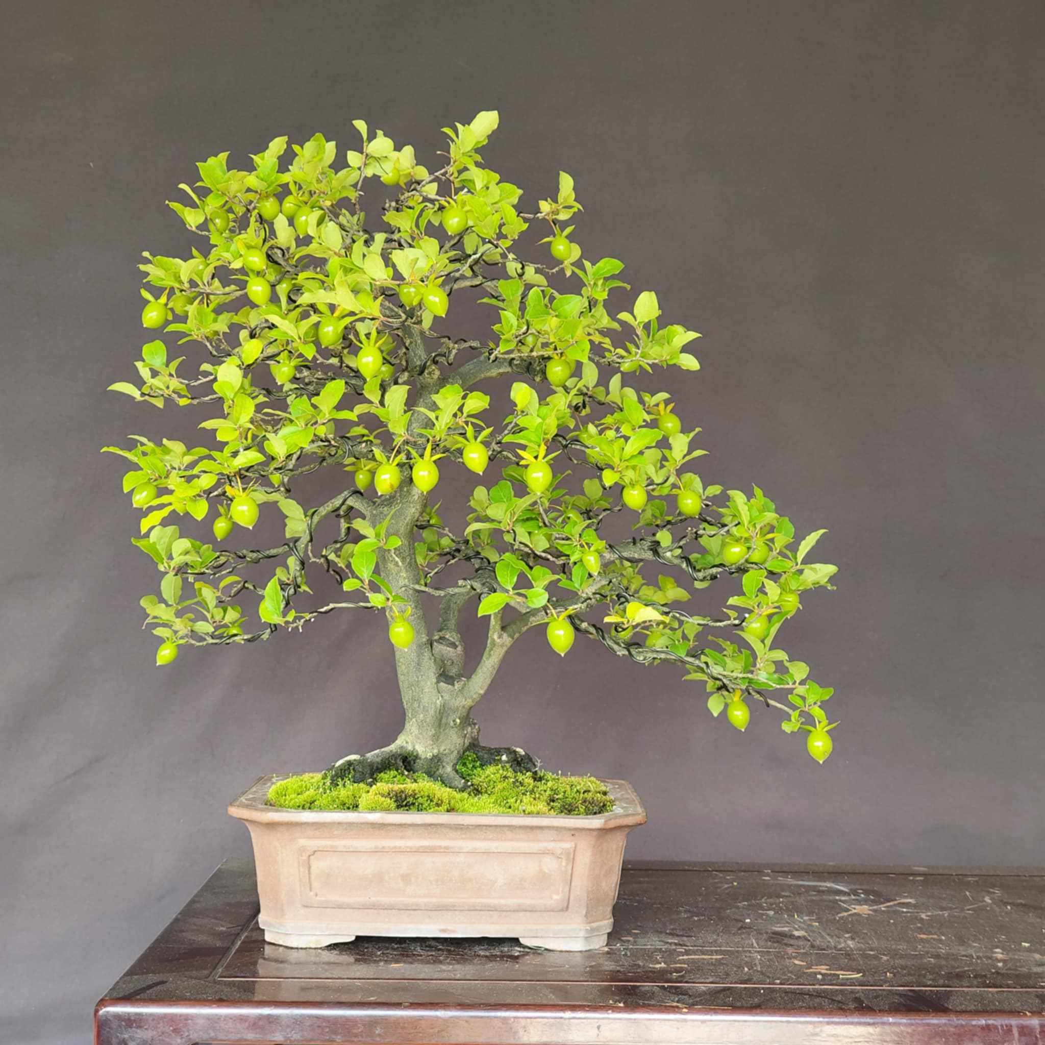 Diospyros rhombifolia 'Miyako Beni'