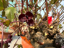 AKEBIA