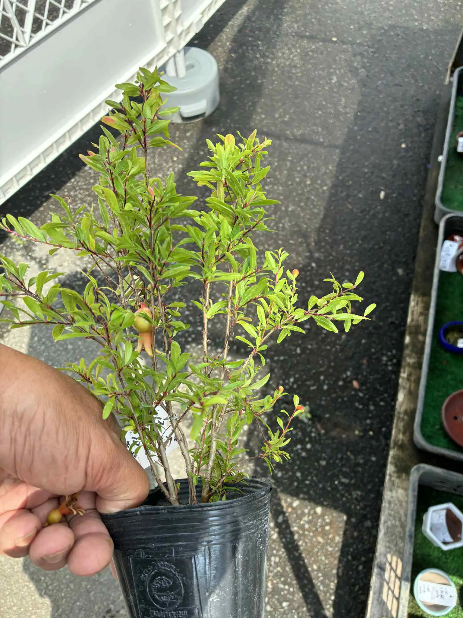 Punica granatum (dwarf?) Canada Bonsai