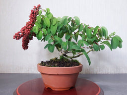 BERCHEMIA racemosa