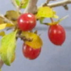 Diospyros rhombifolia (root cutting) 'Beniwakamaru'