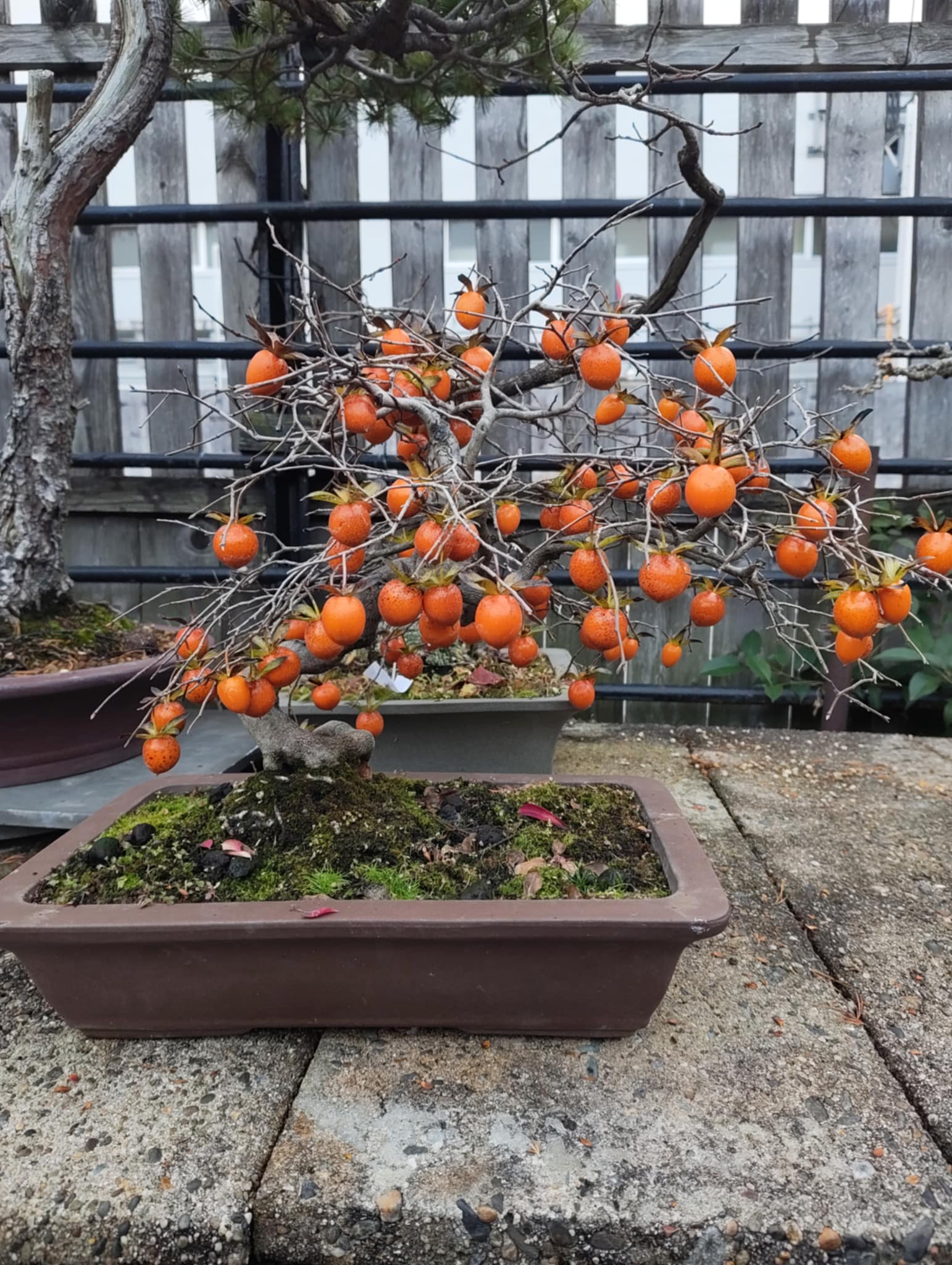 Diospyros rhombifolia