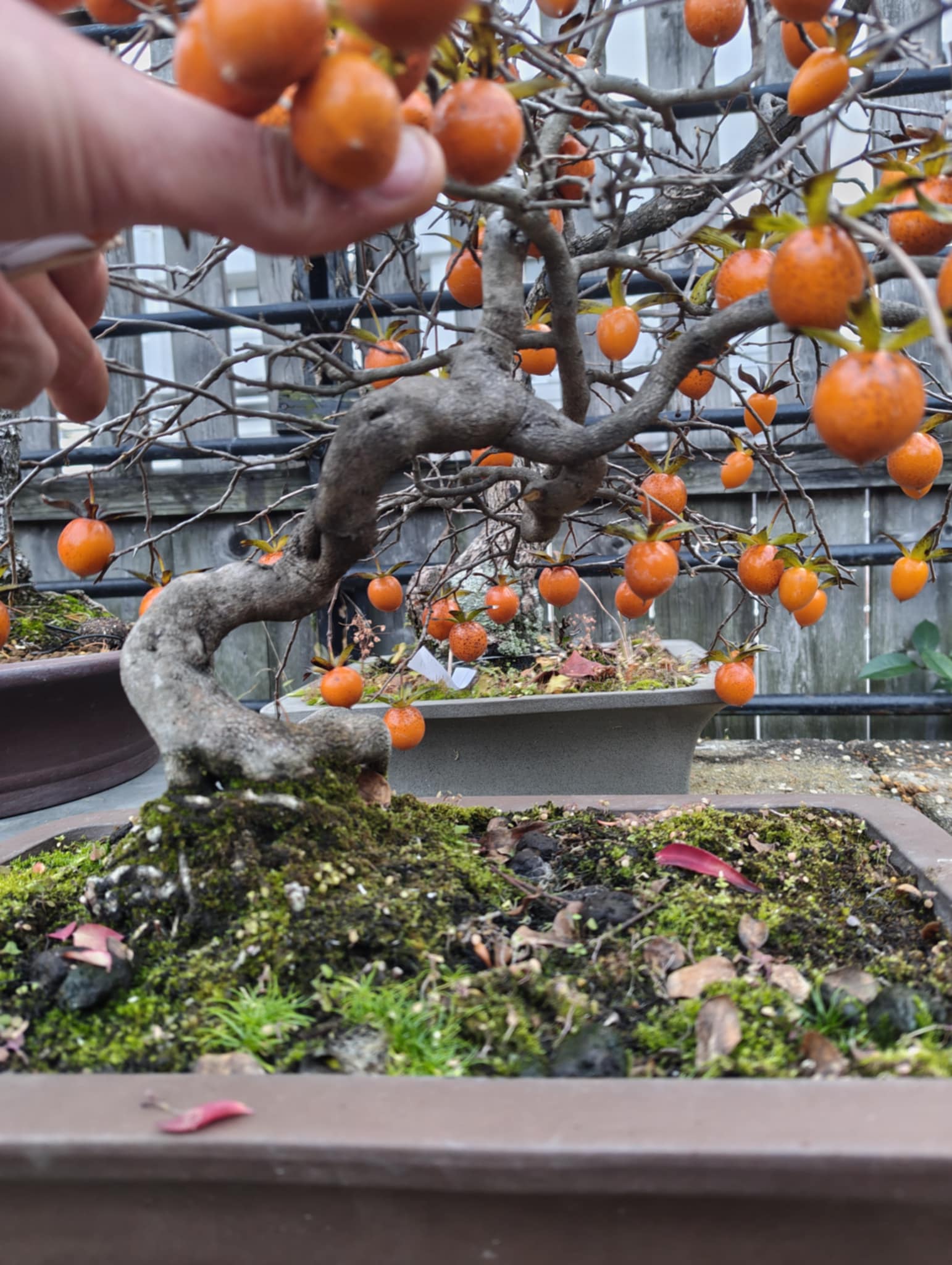 Diospyros rhombifolia