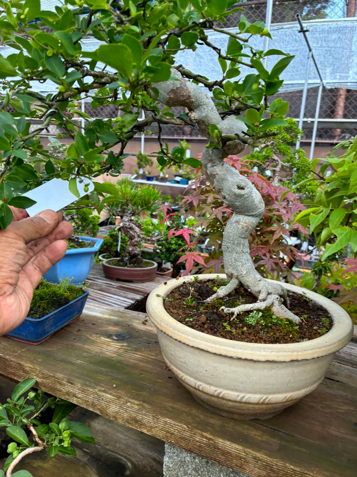 Euonymus