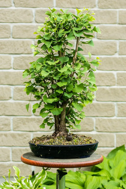 GINGKO