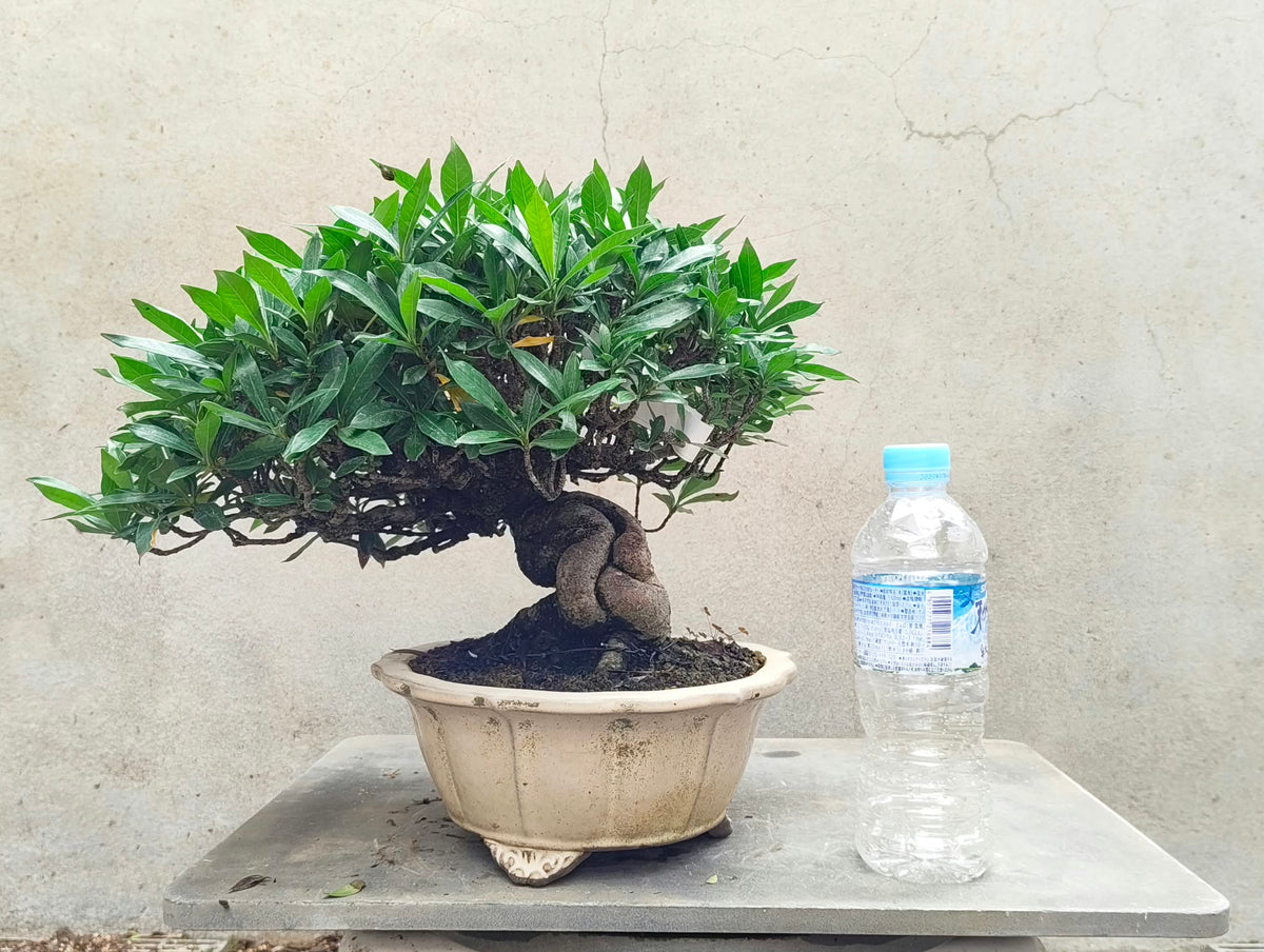 Gardenia