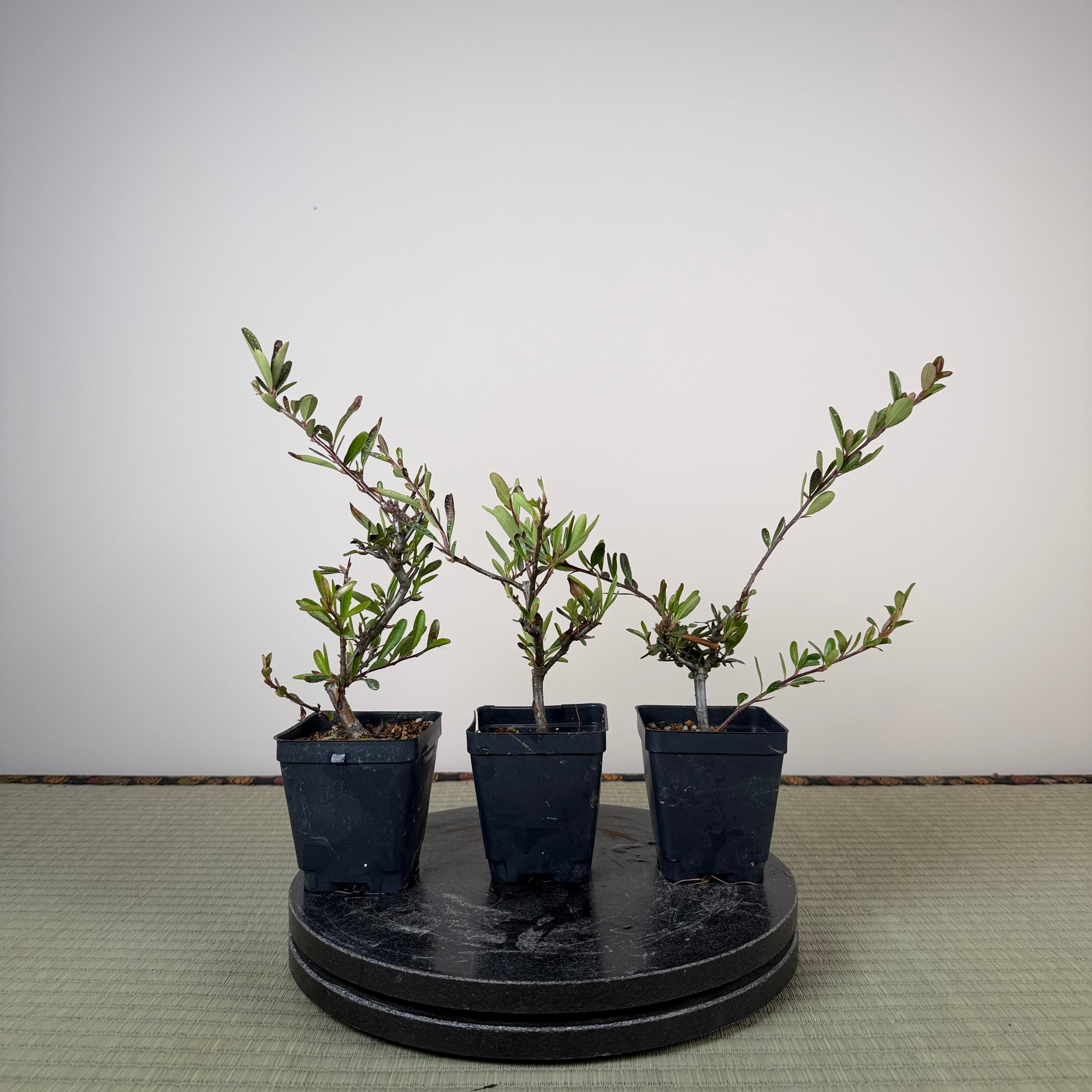 Pyracantha angustifolia (orange)