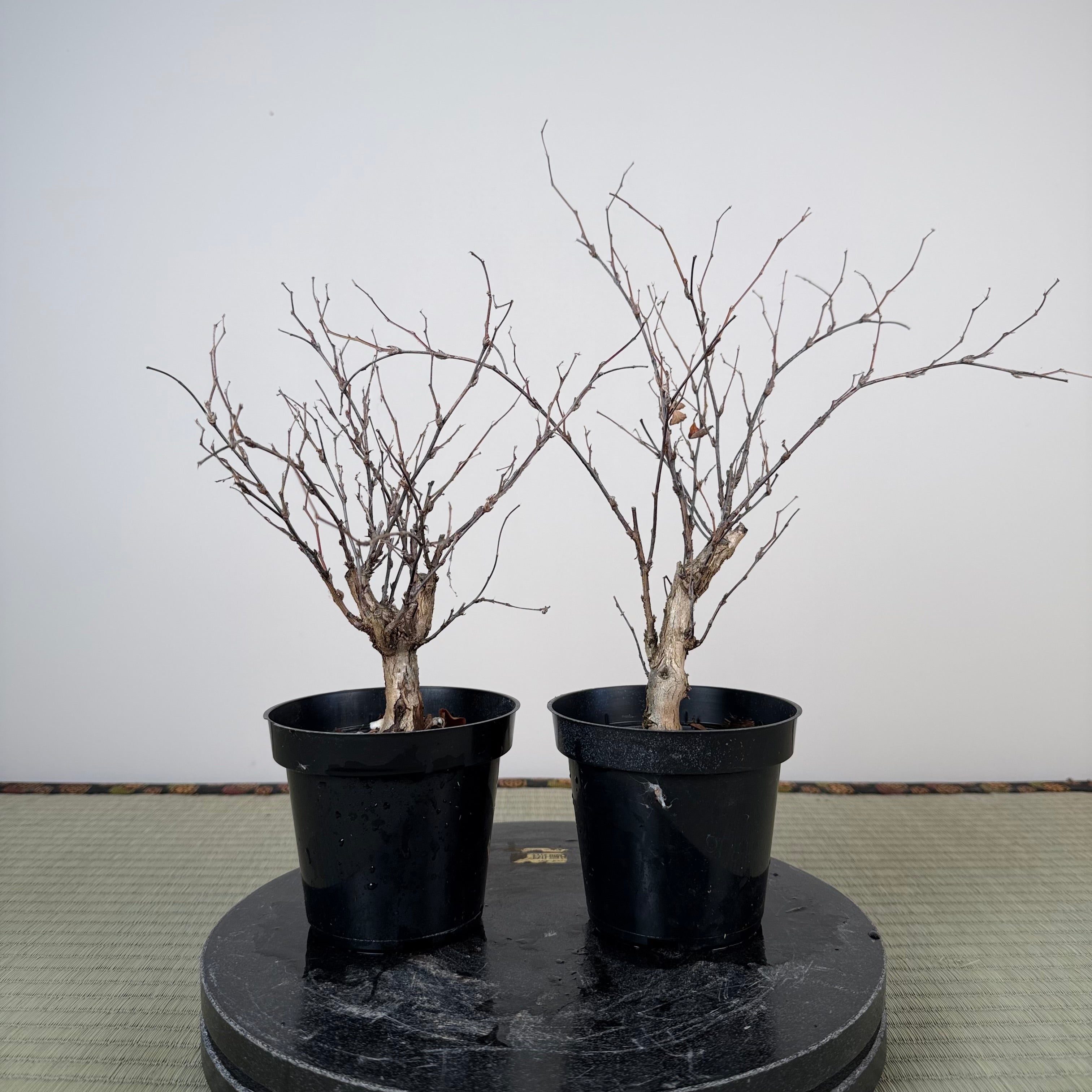 Lespedeza thunbergii