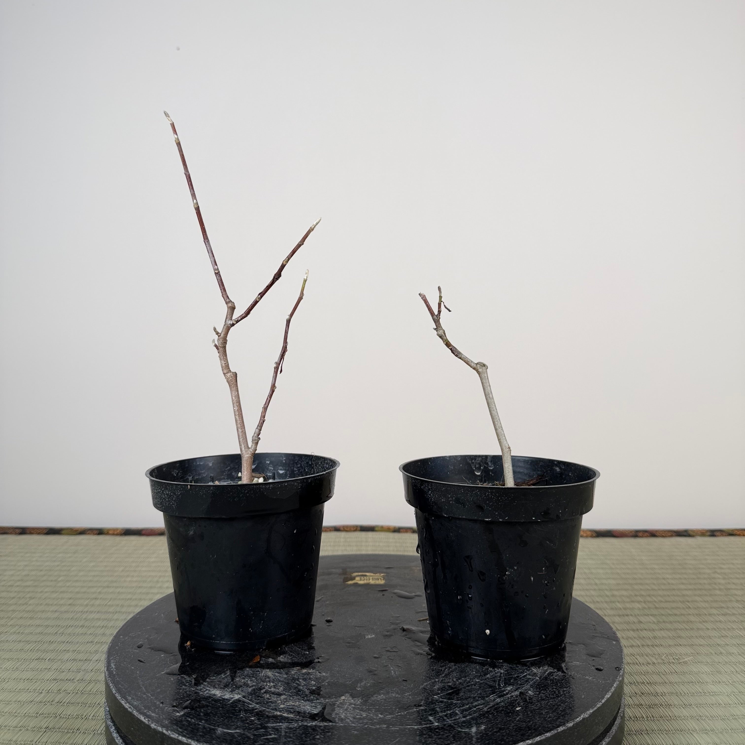 Magnolia kobus (nain)