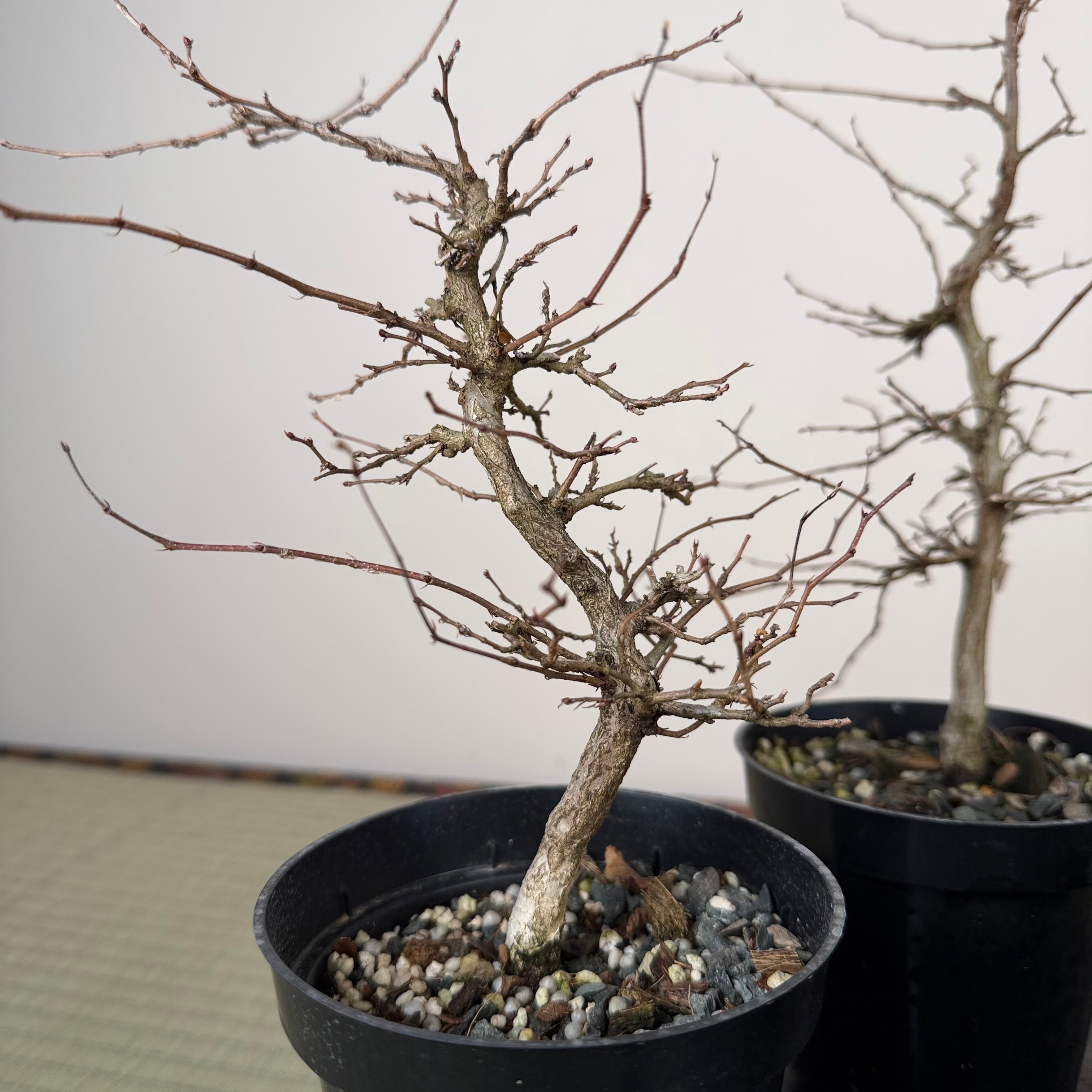 Carpinus turczaninowii