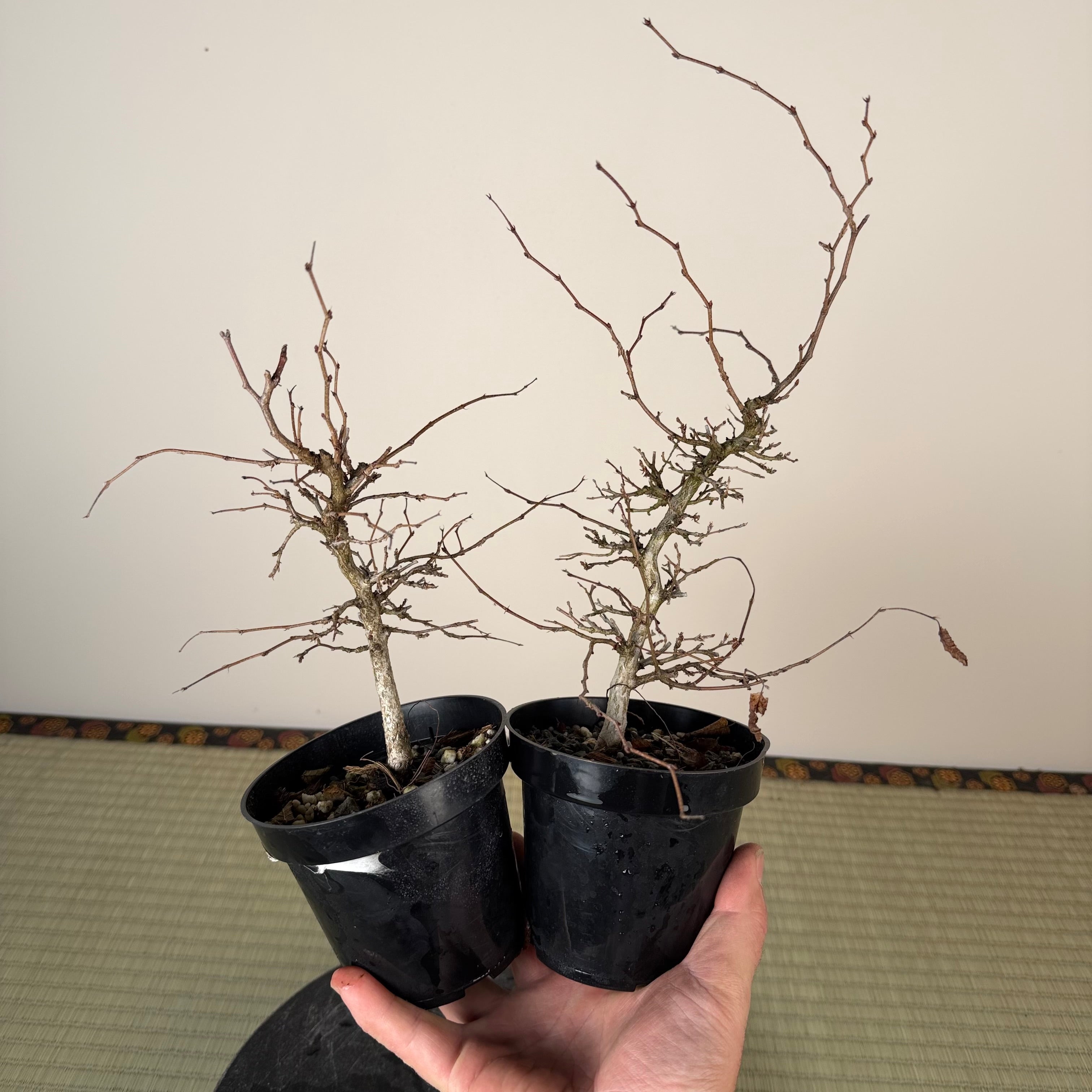 Carpinus turczaninowii