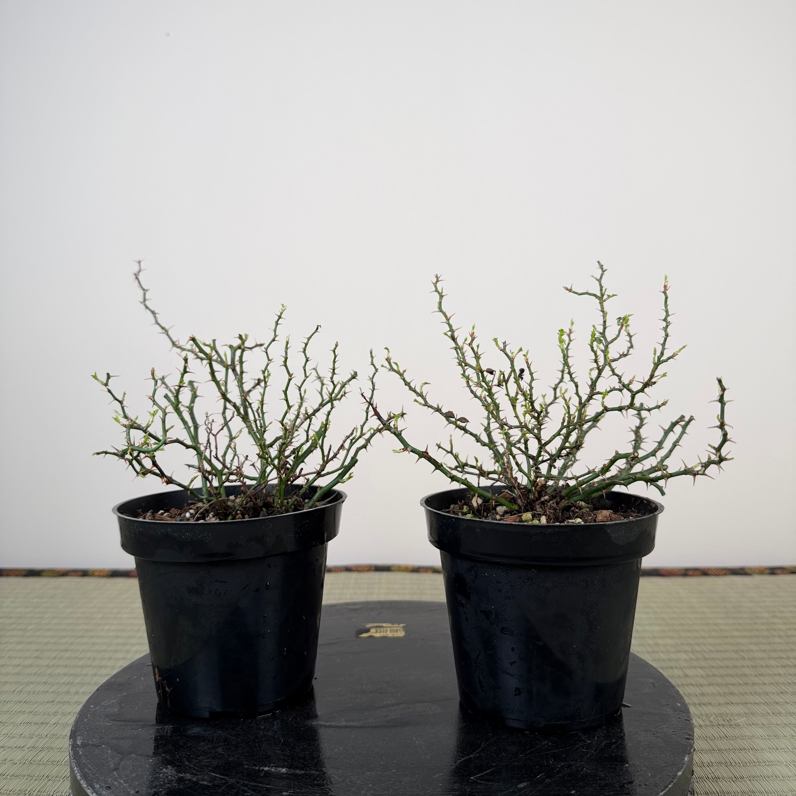 Rosa (blanc/rose) (moyen)