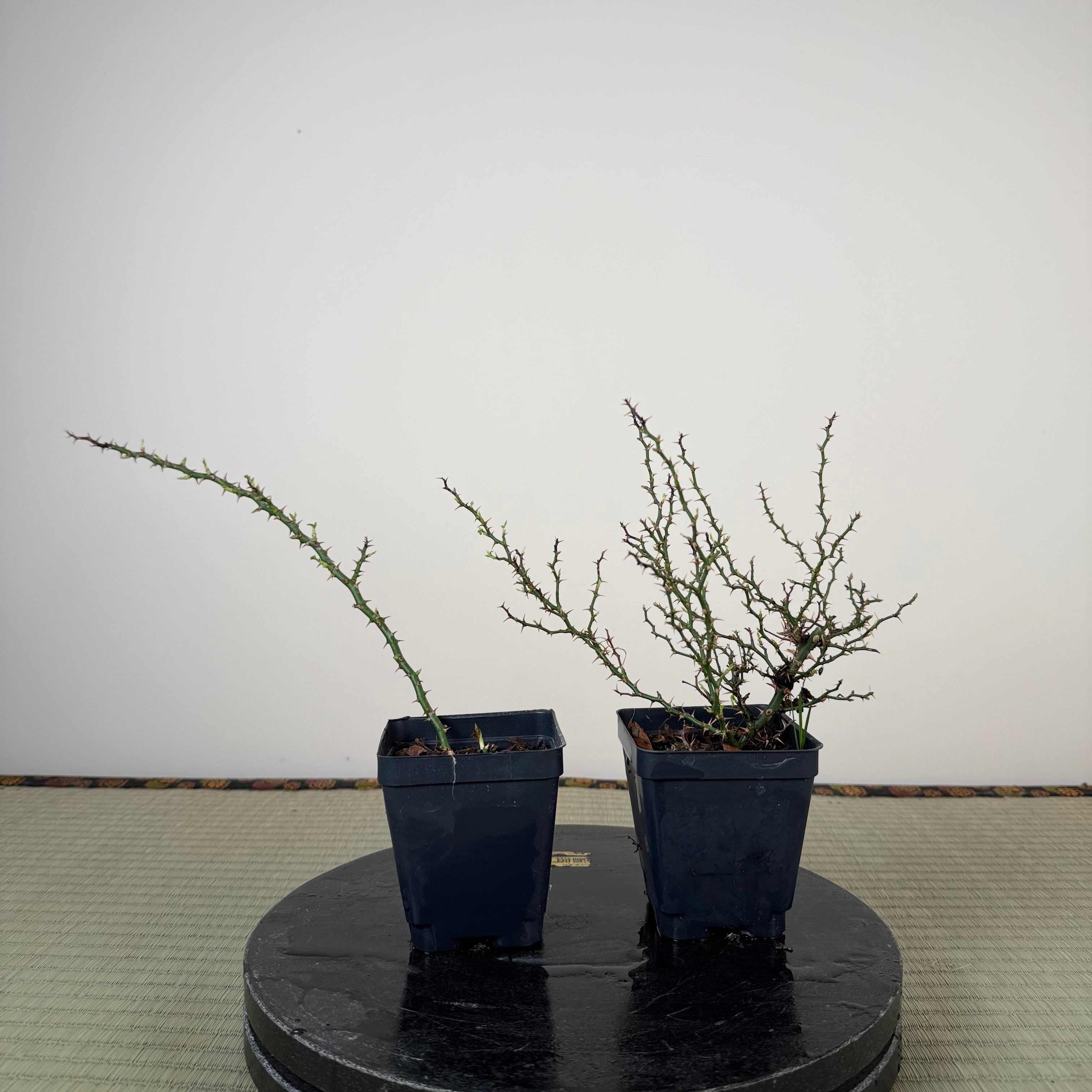 Rosa (blanc/rose) (moyen)