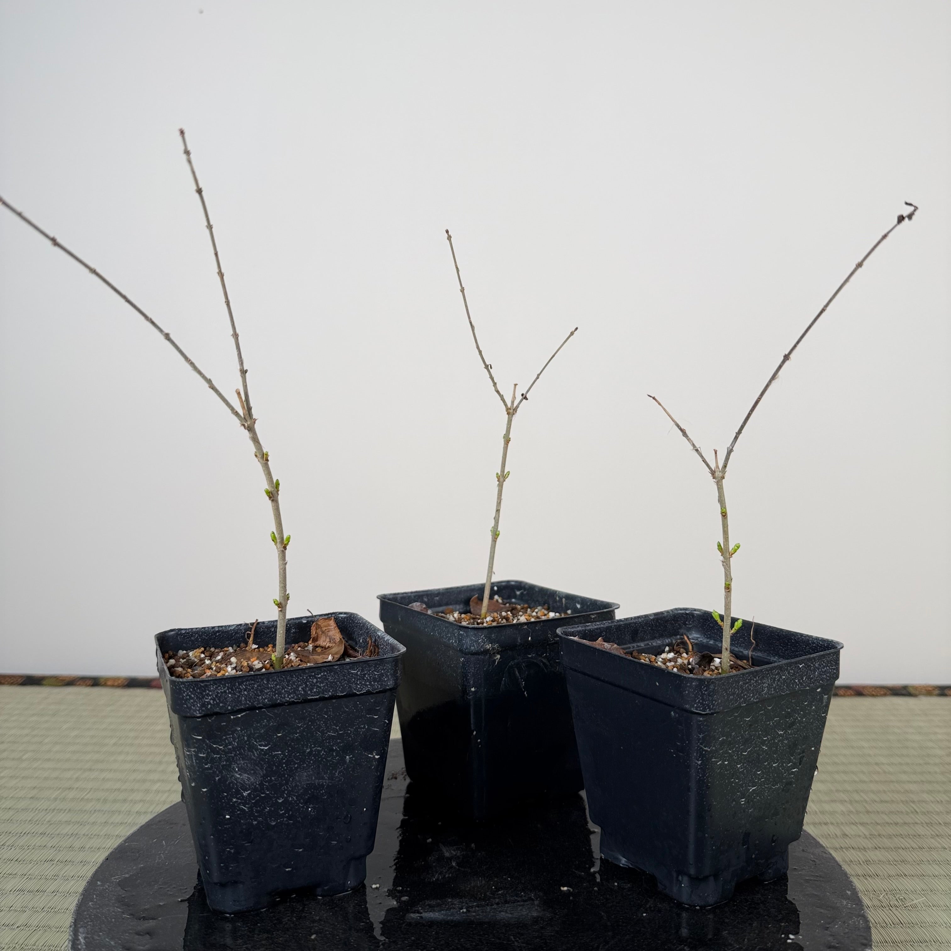 Ligustrum (Cuttings)