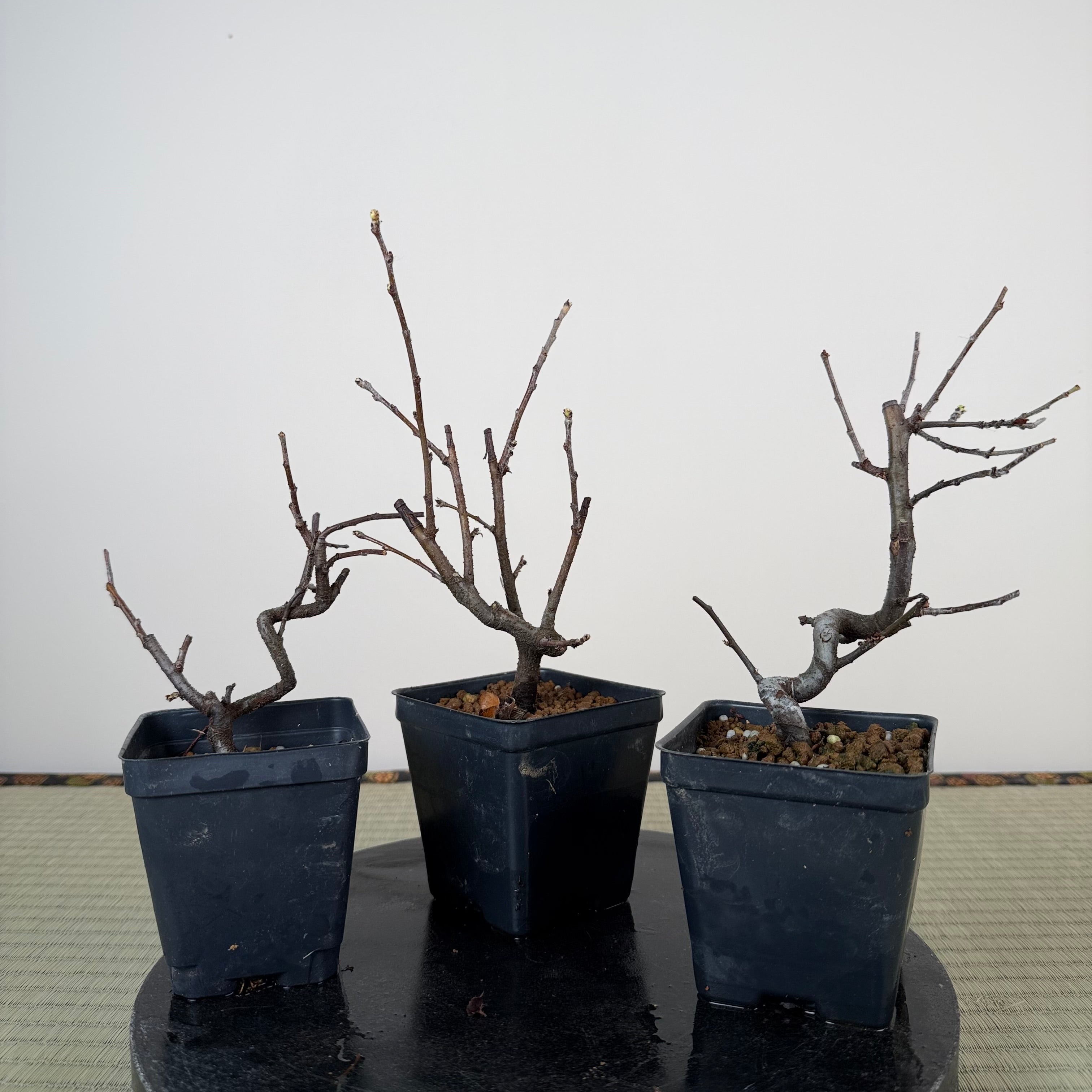 Pseudocydonia sinensis (souche naine)