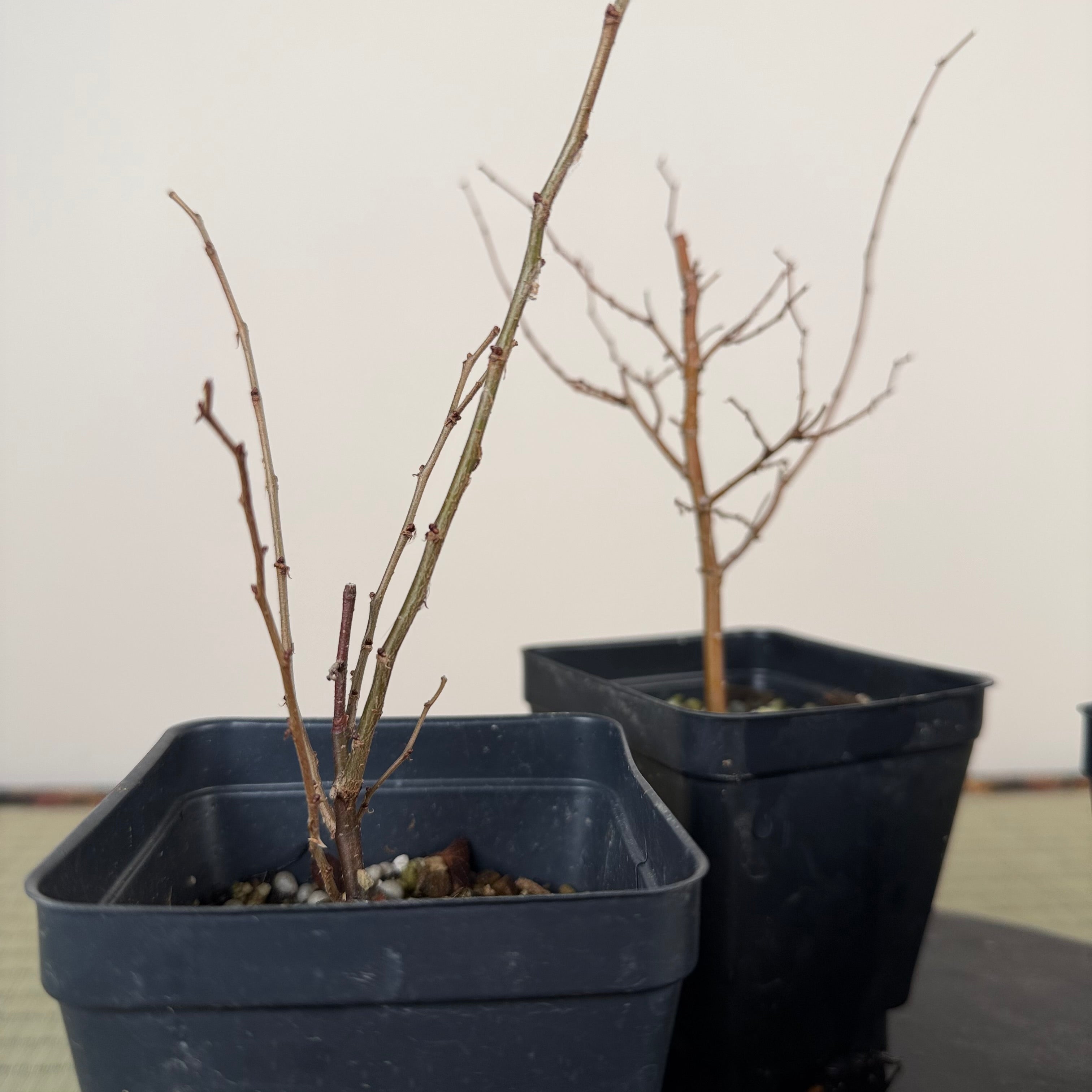 Zelkova serrata (younger)