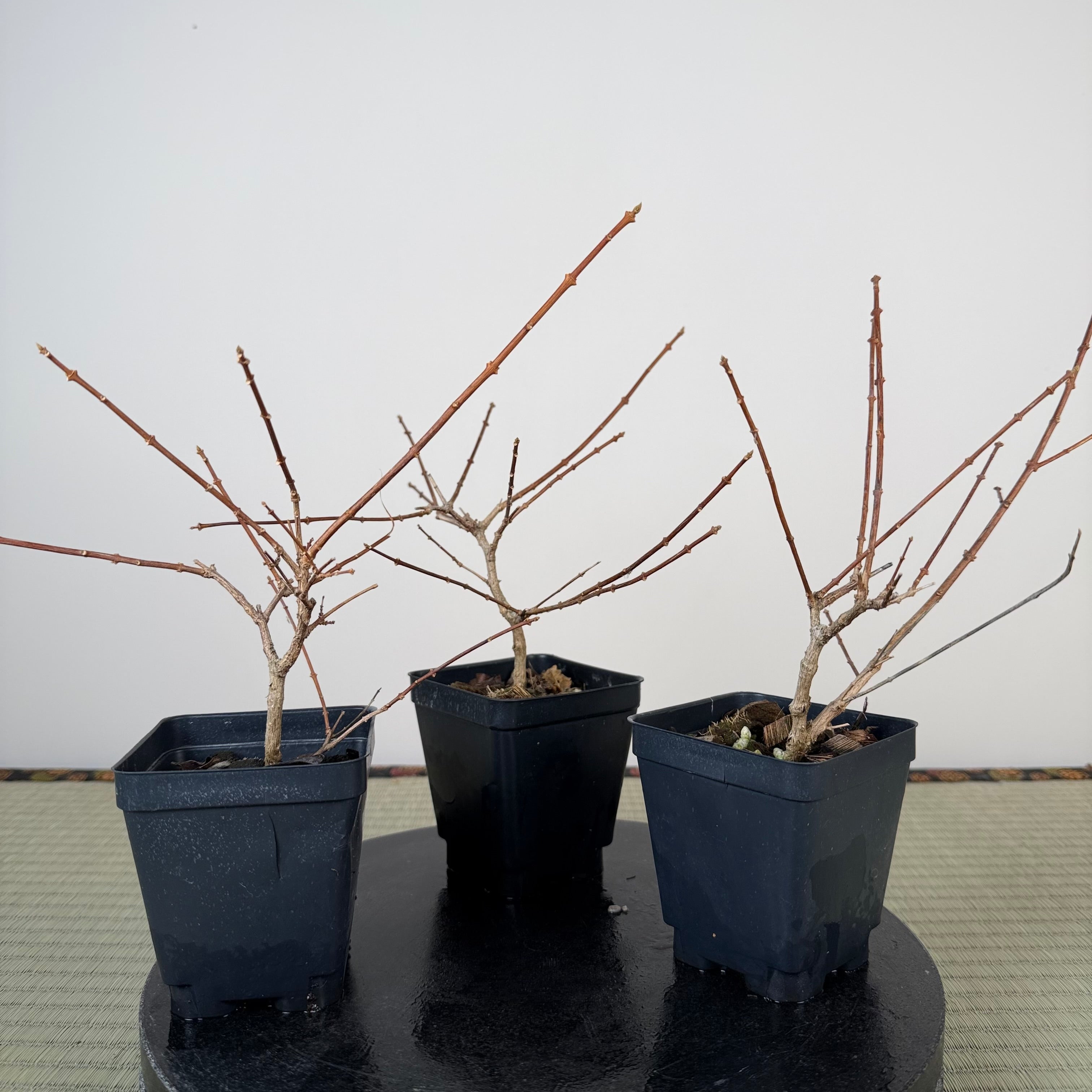 Premna japonica (boutures racinées)