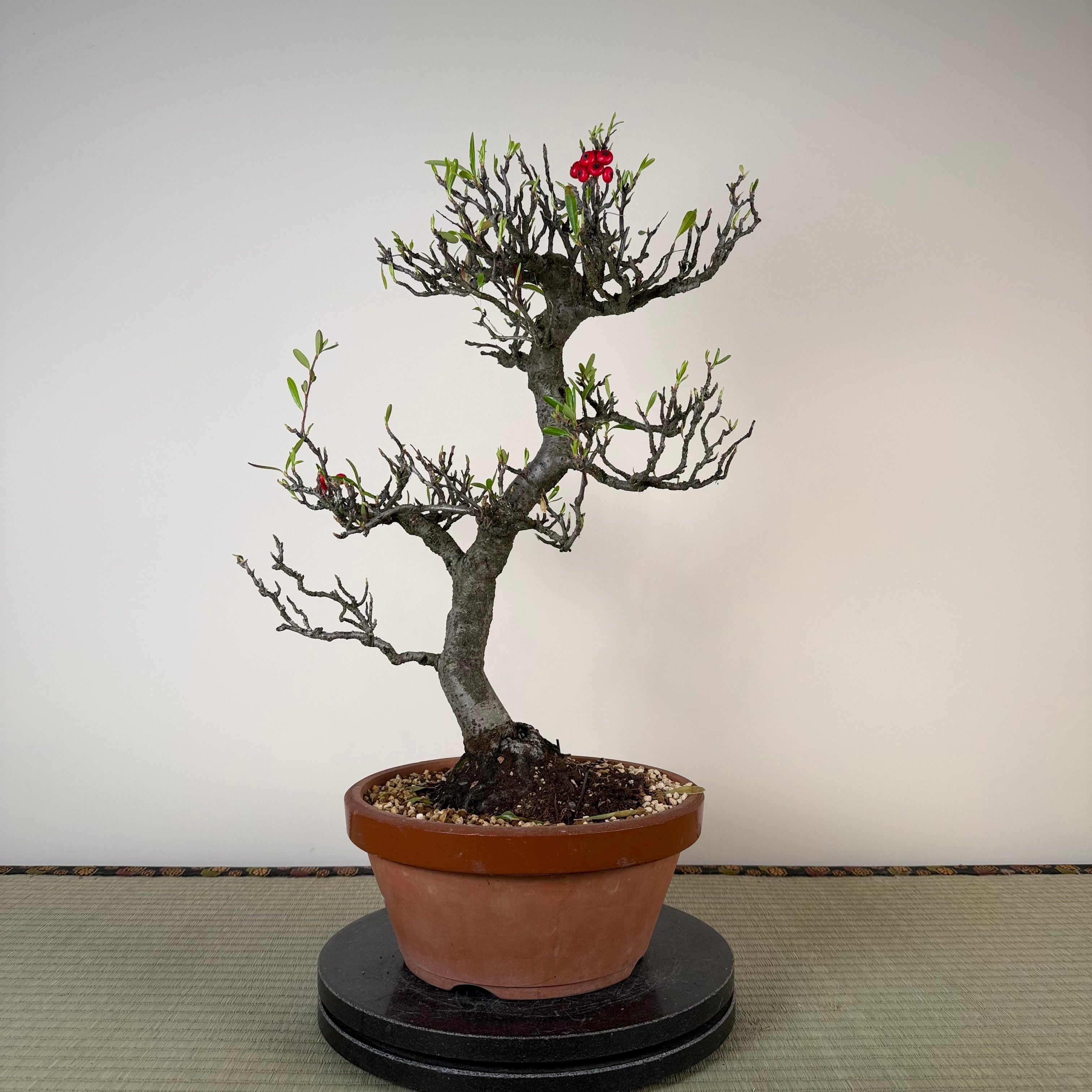 Pyracantha angustifolia