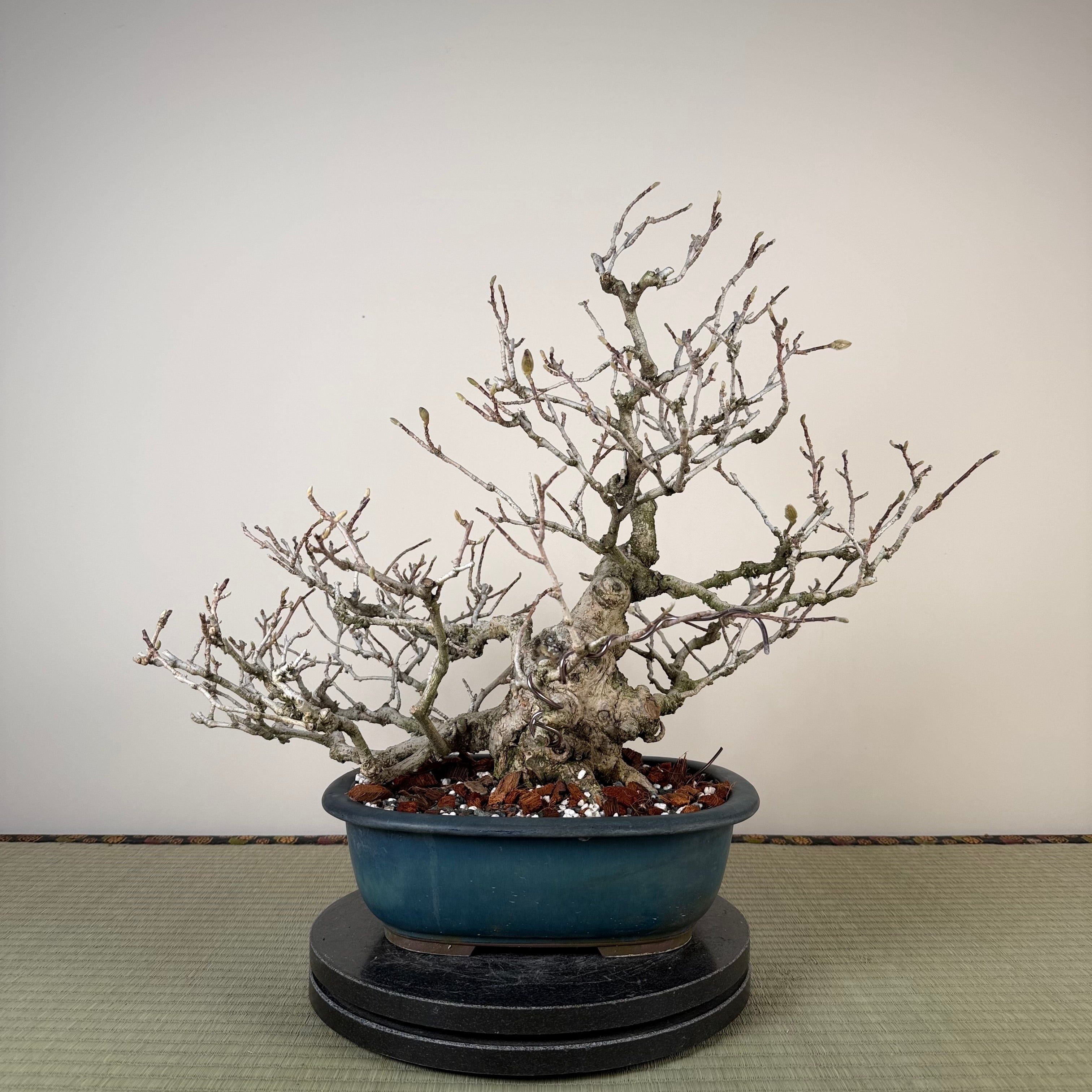 Magnolia kobus (nain)