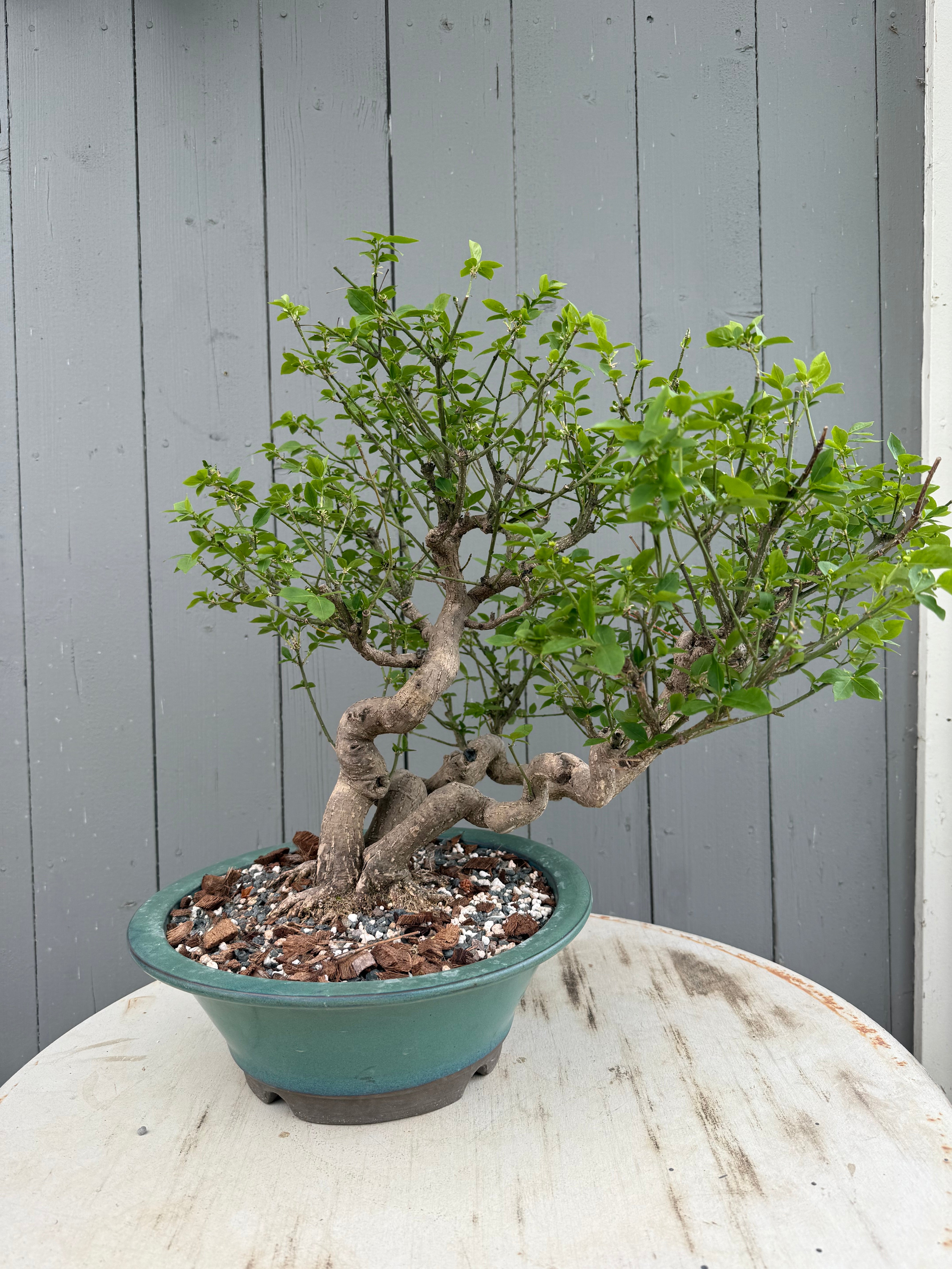 Euonymus