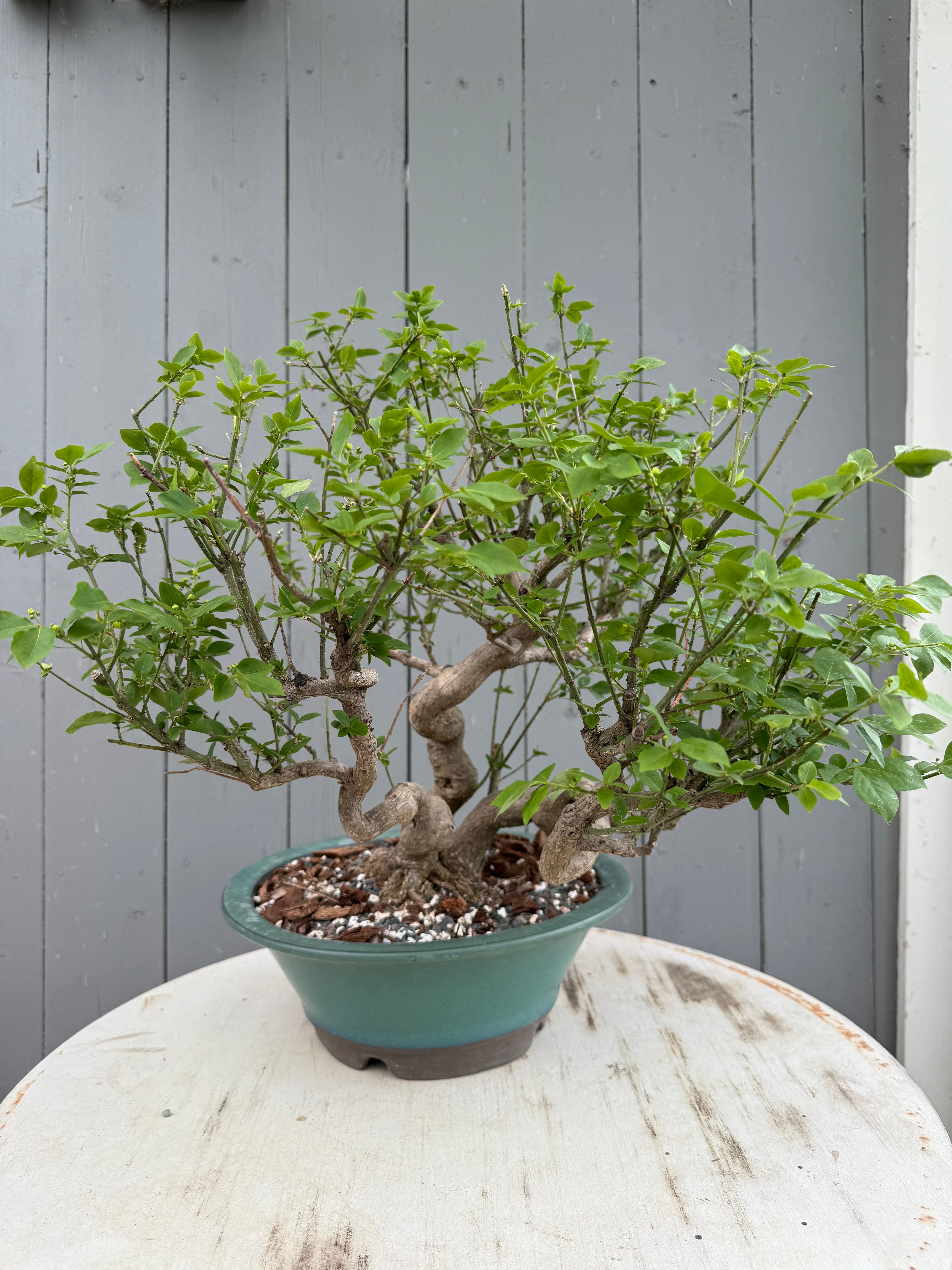 Euonymus