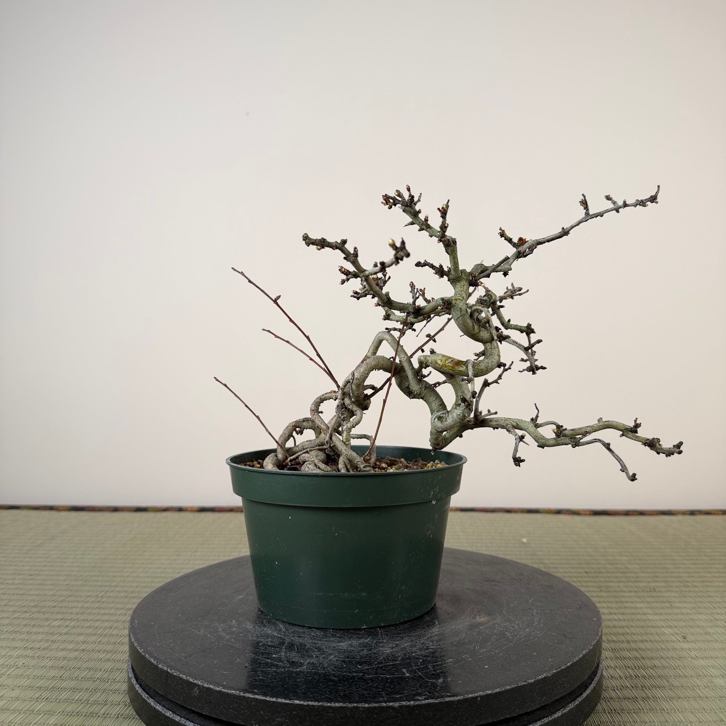 Crataegus cuneata 'Matsudaira'