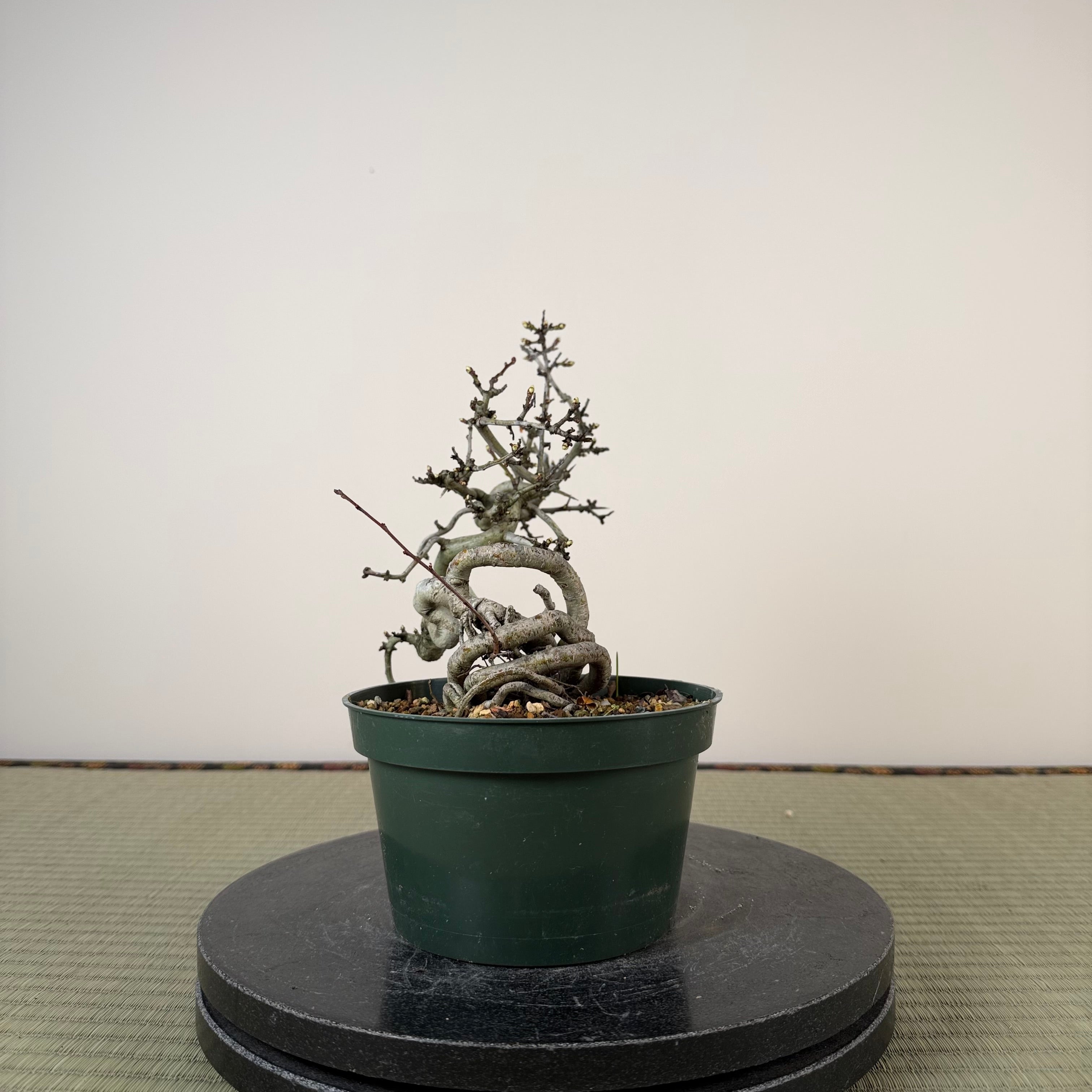 Crataegus cuneata 'Matsudaira'