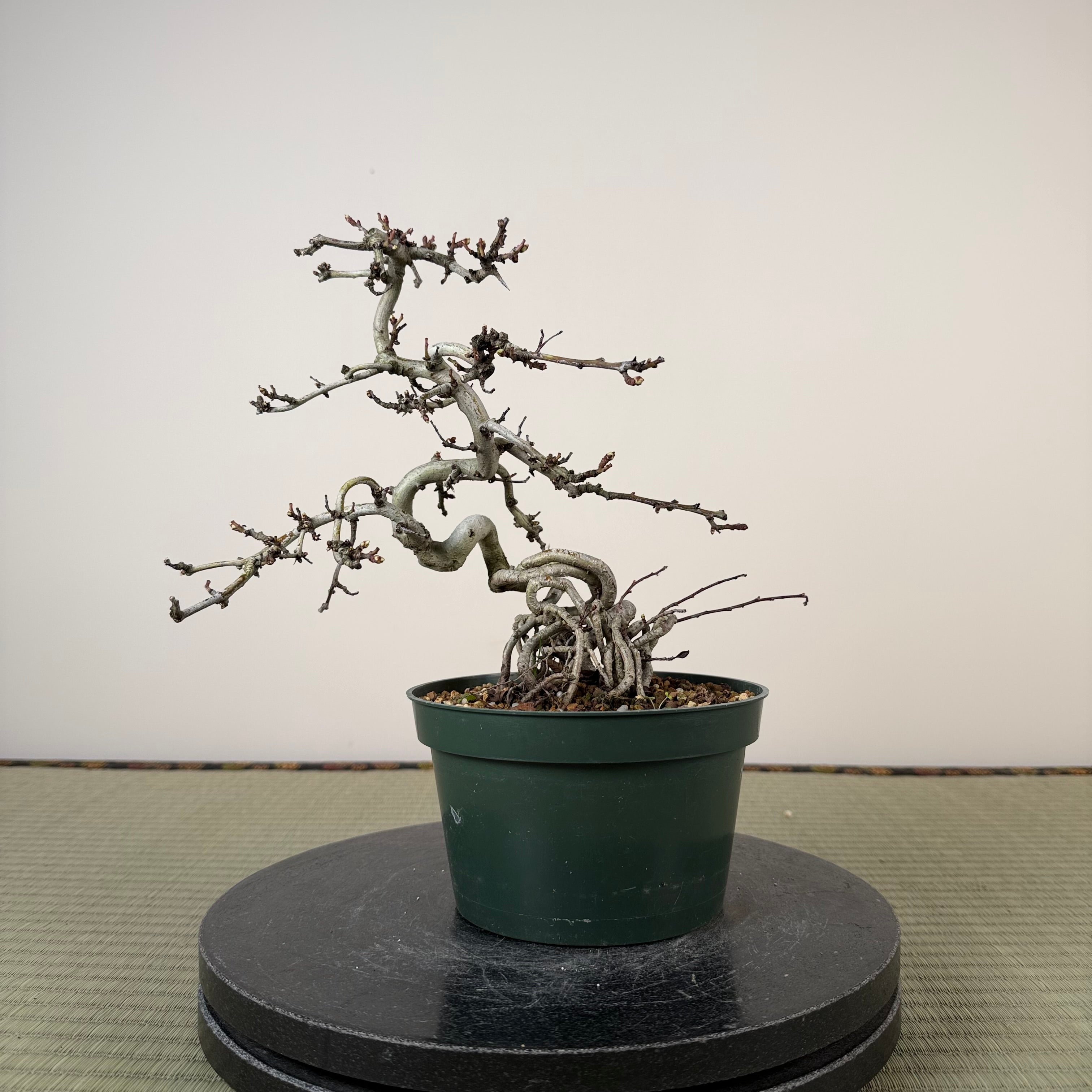 Crataegus cuneata 'Matsudaira'