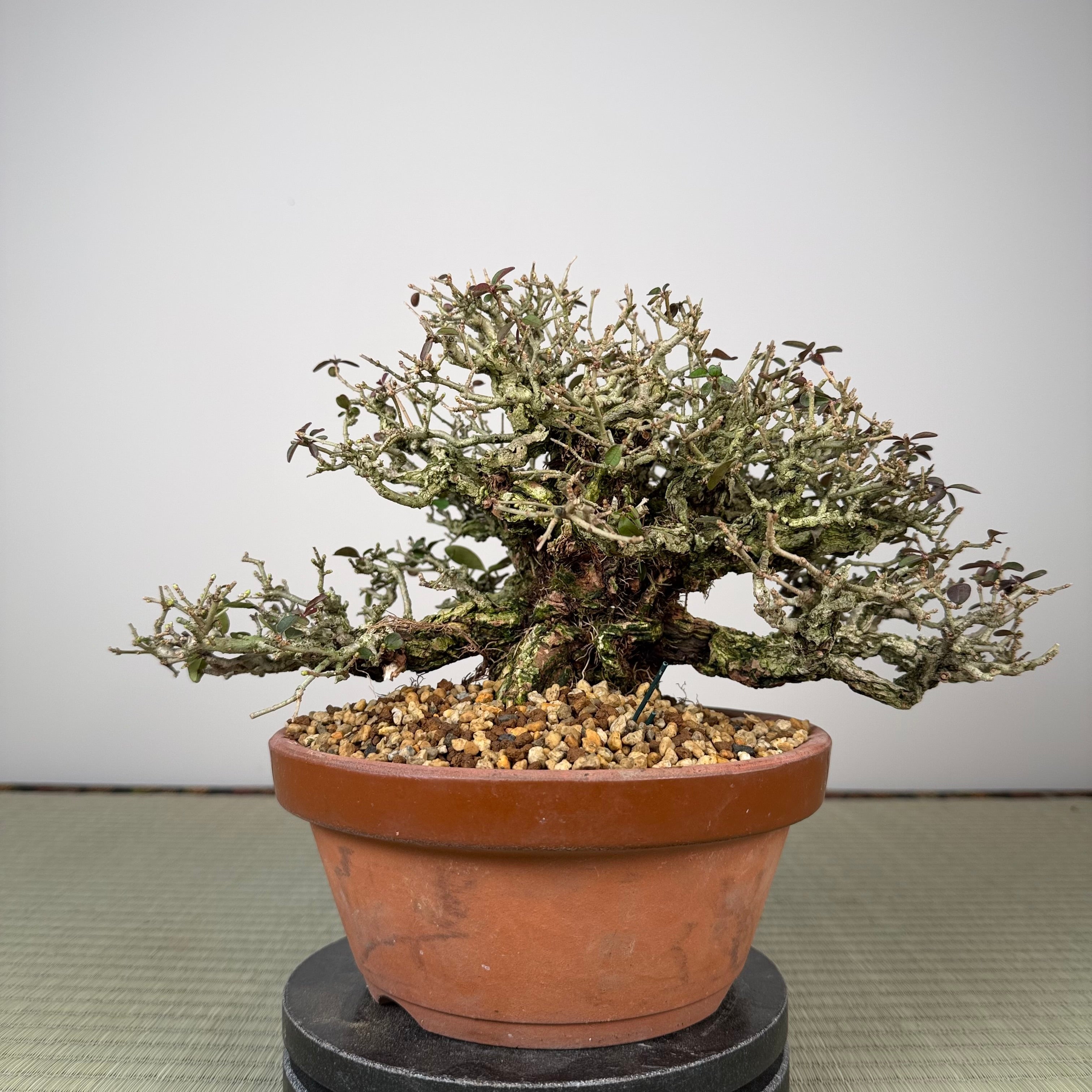 Ligustrum Arakawa *See note*