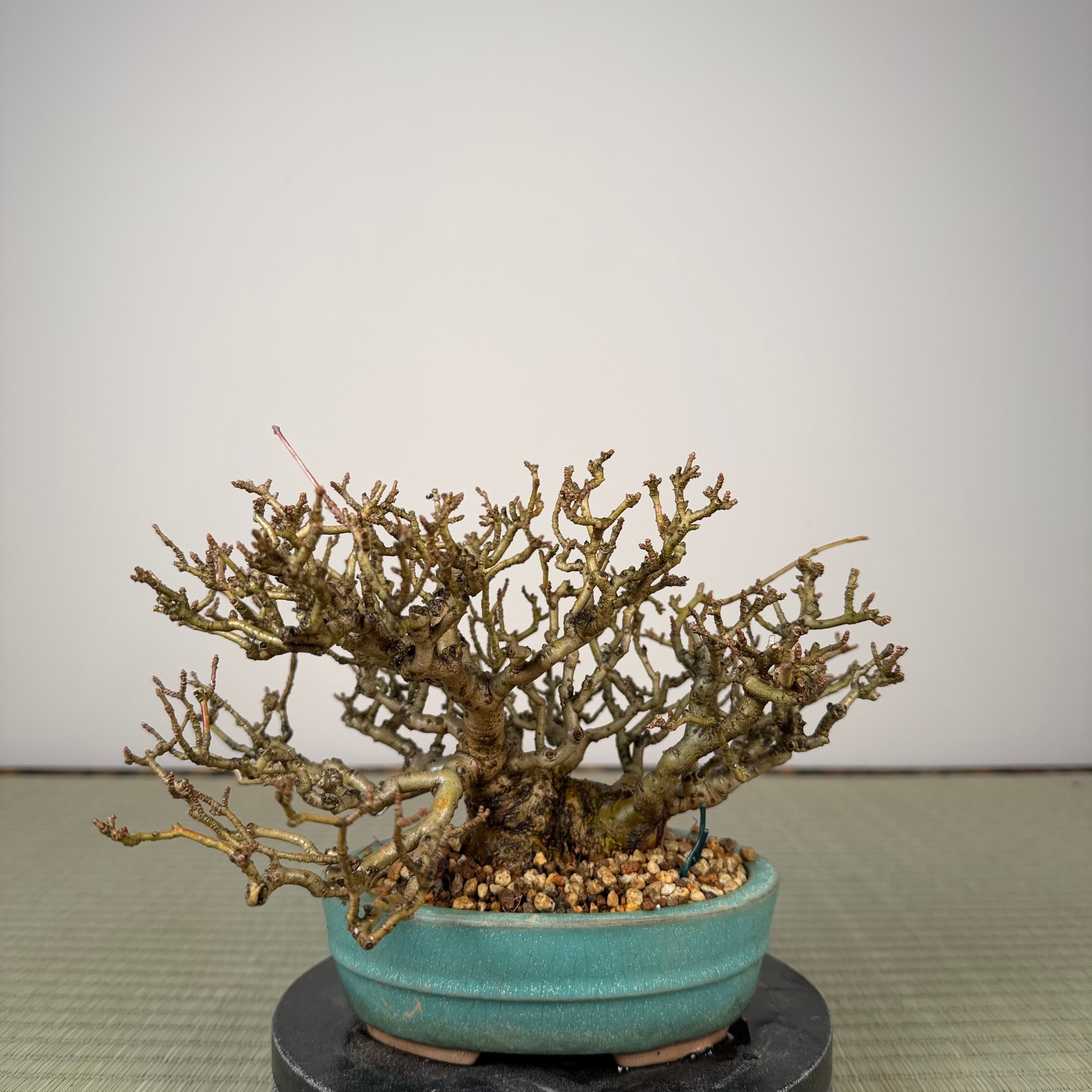 Ligustrum