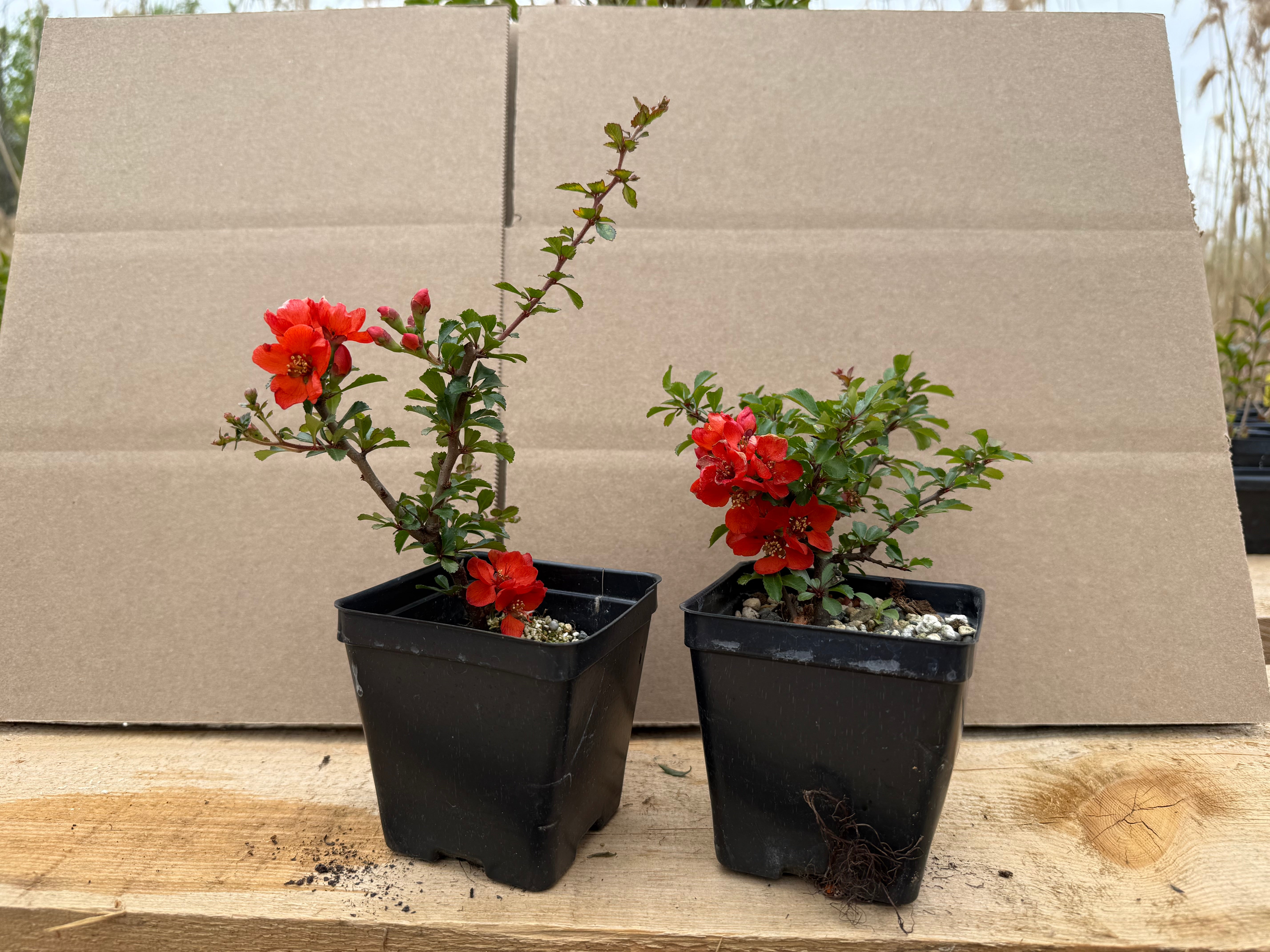 Chaenomeles japonica Chojubai