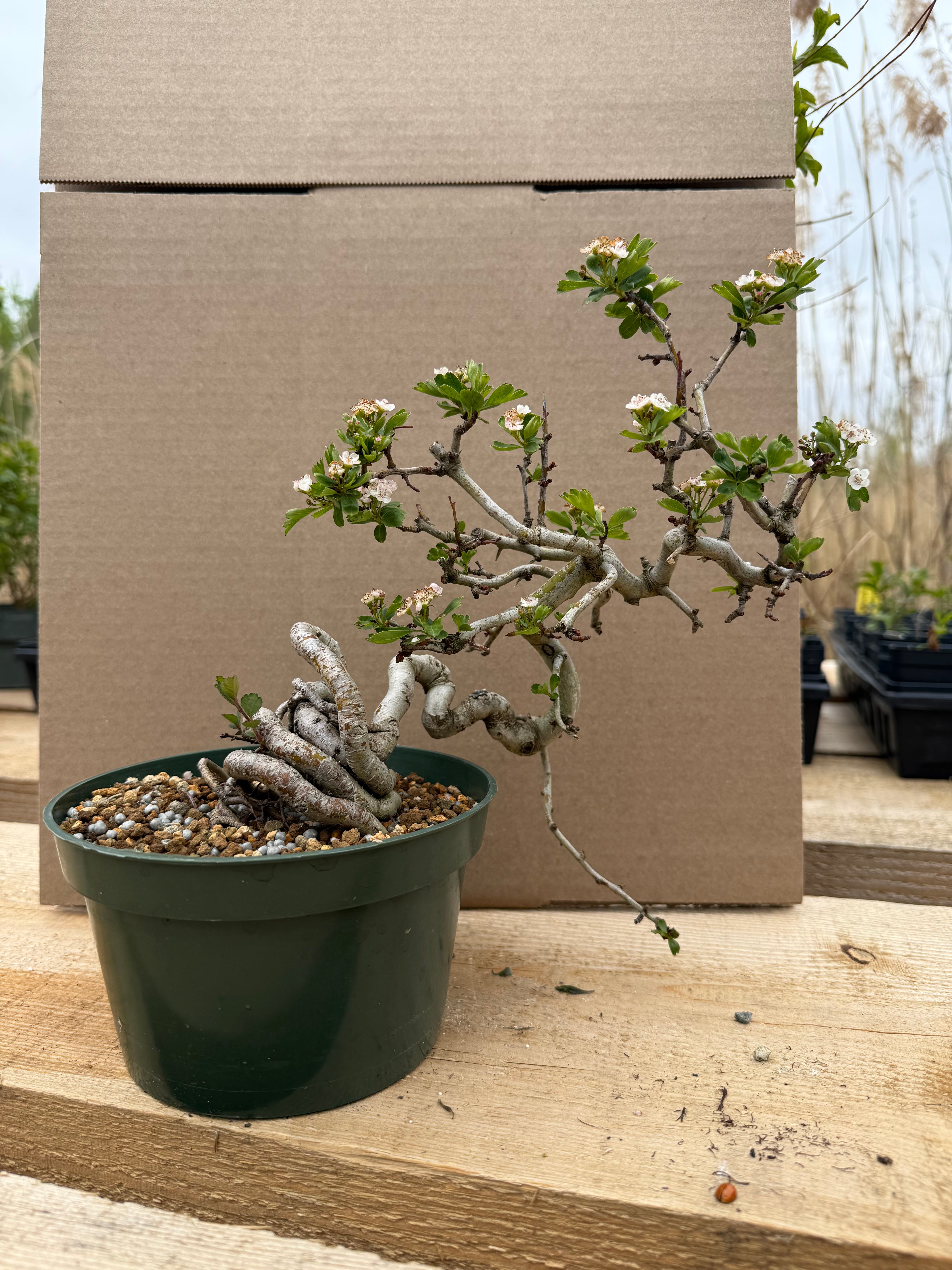 Crataegus cuneata 'Matsudaira'