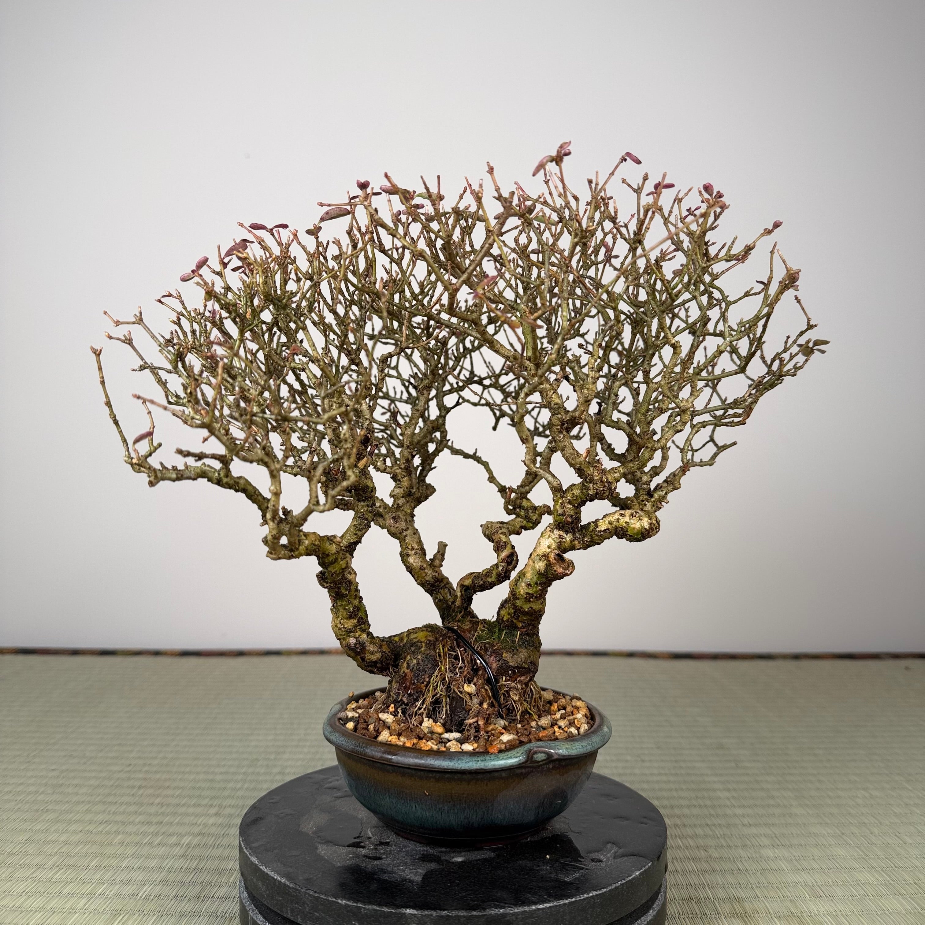 Ligustrum