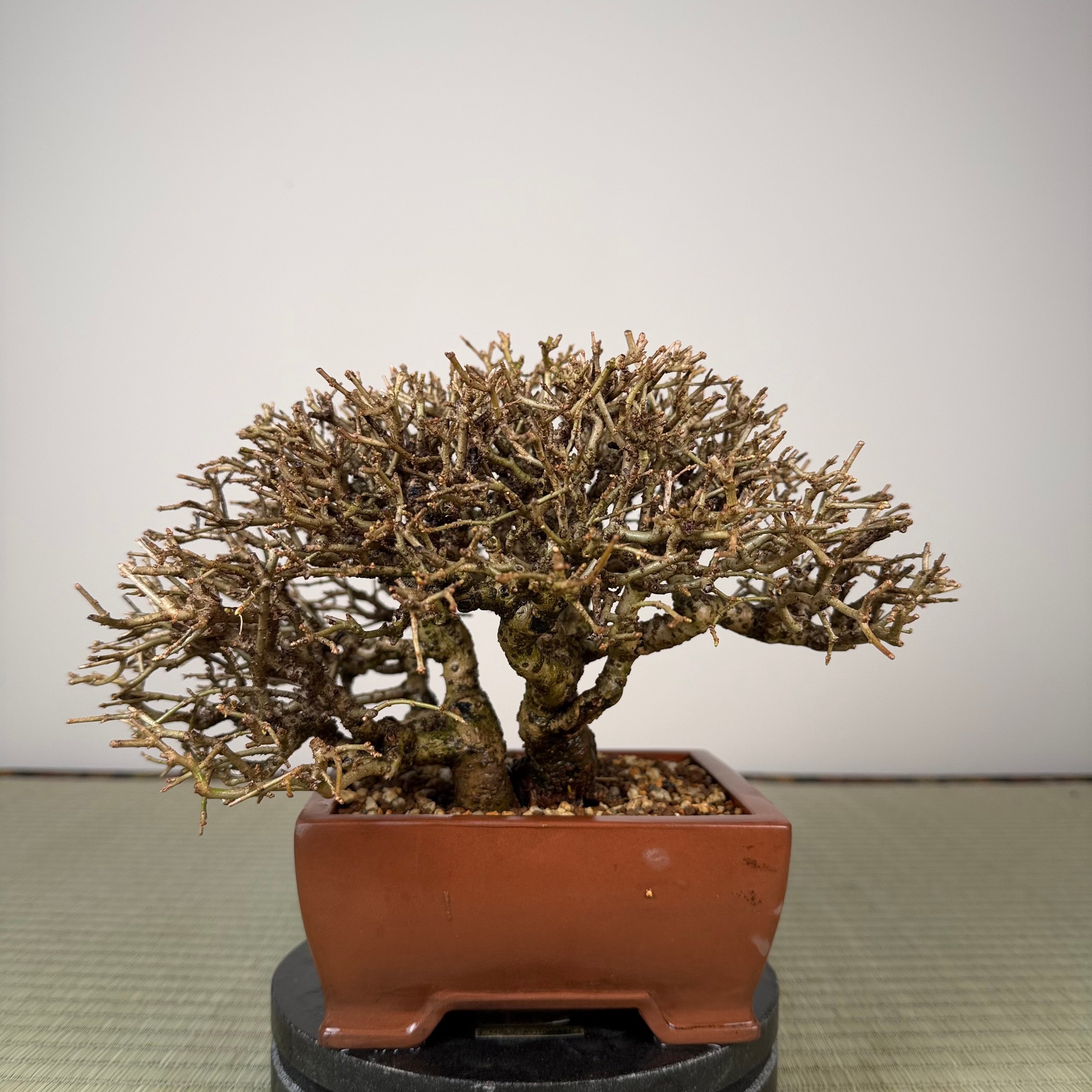 Ligustrum