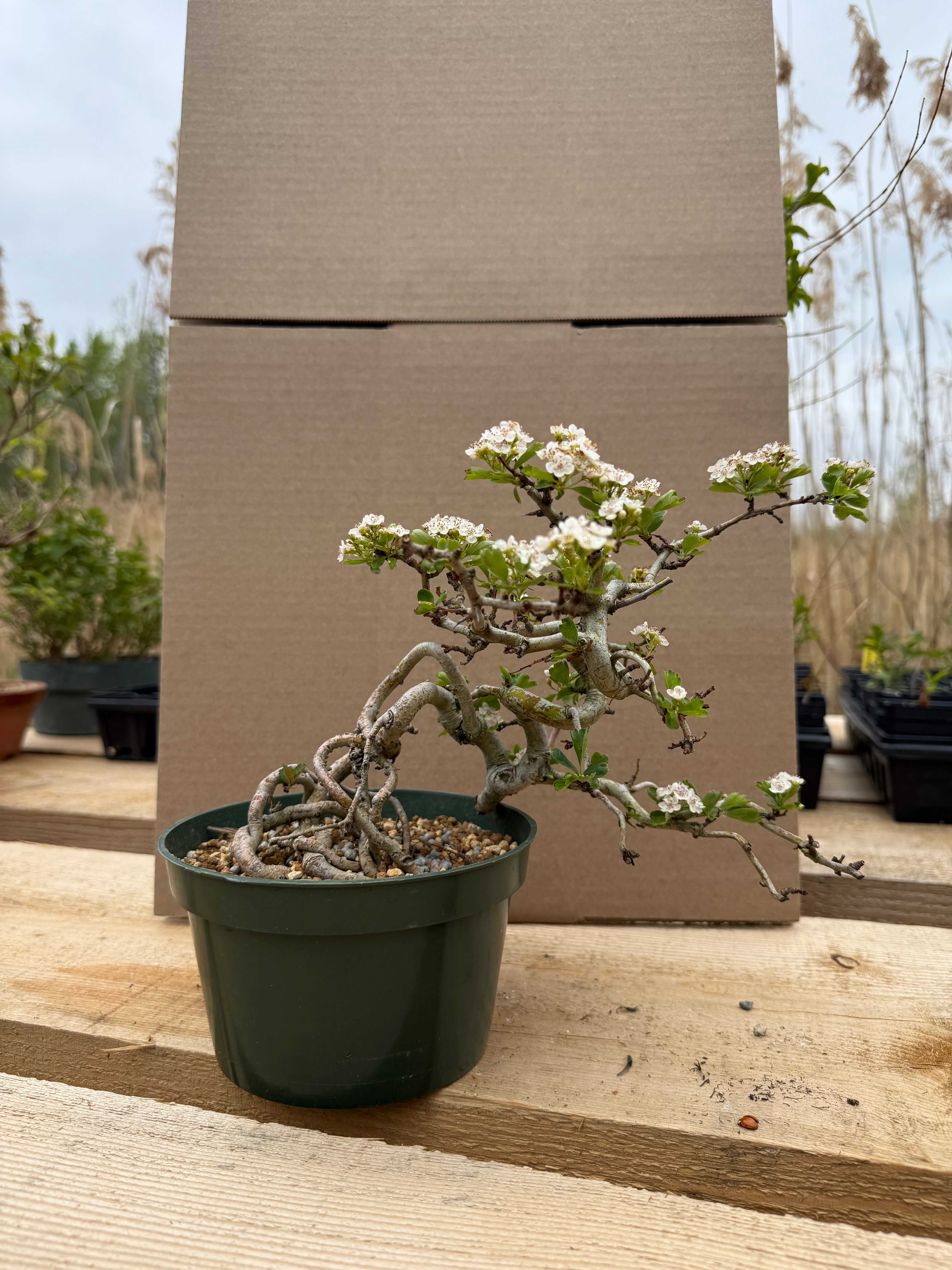 Crataegus cuneata 'Matsudaira'