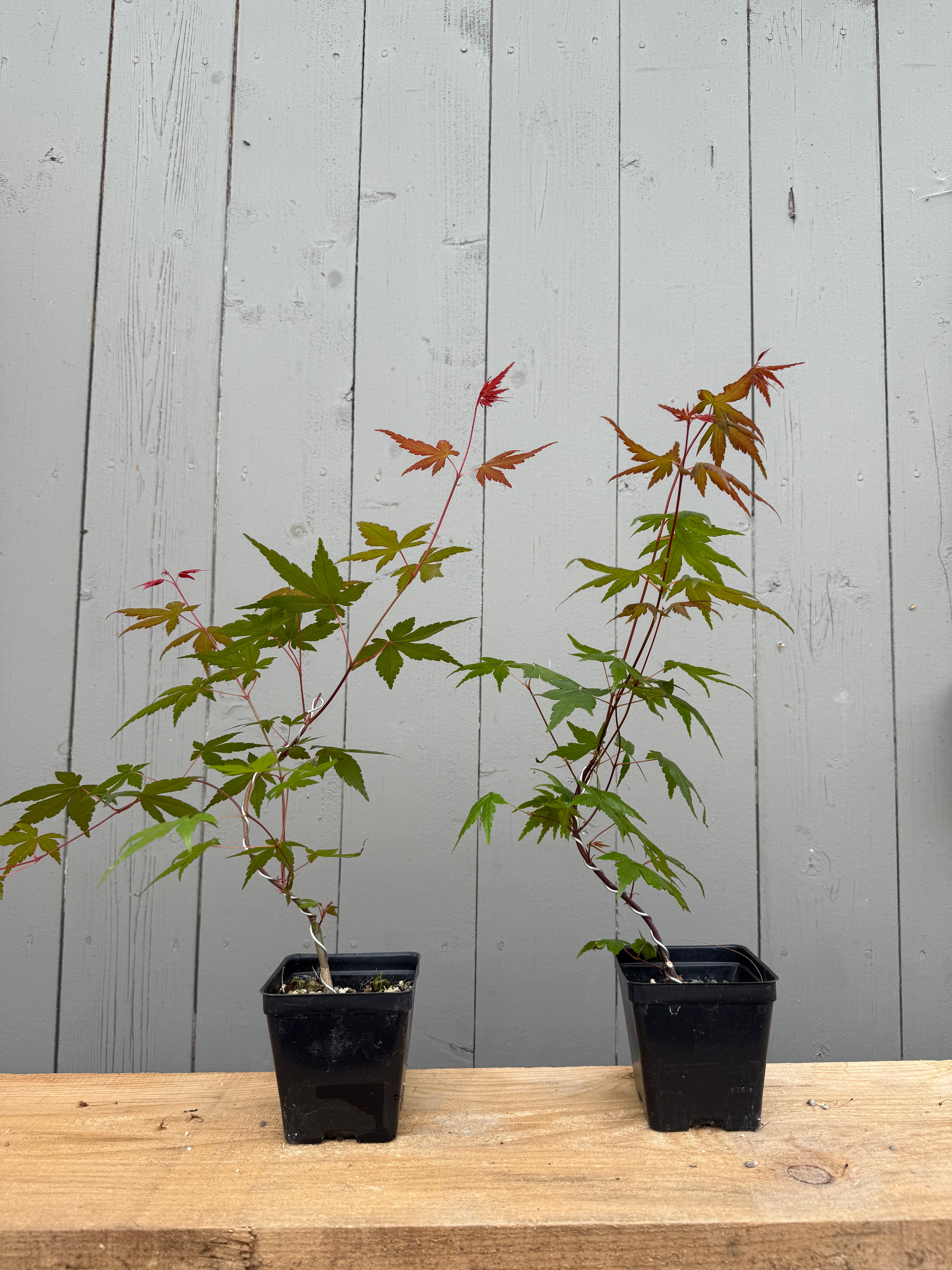 Acer palmatum (False Beni Chidori) (wired)