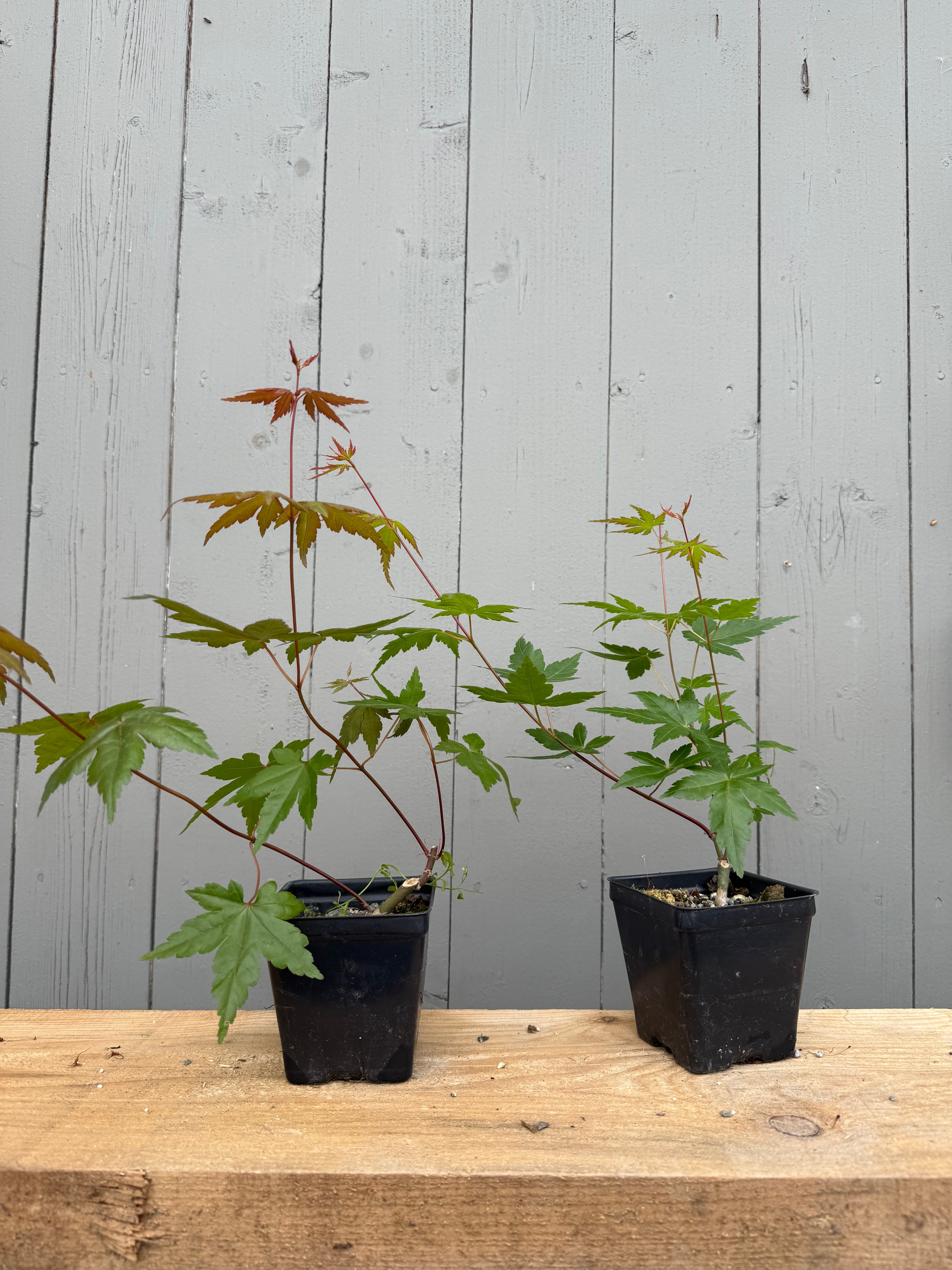 Acer palmatum (False Beni Chidori)