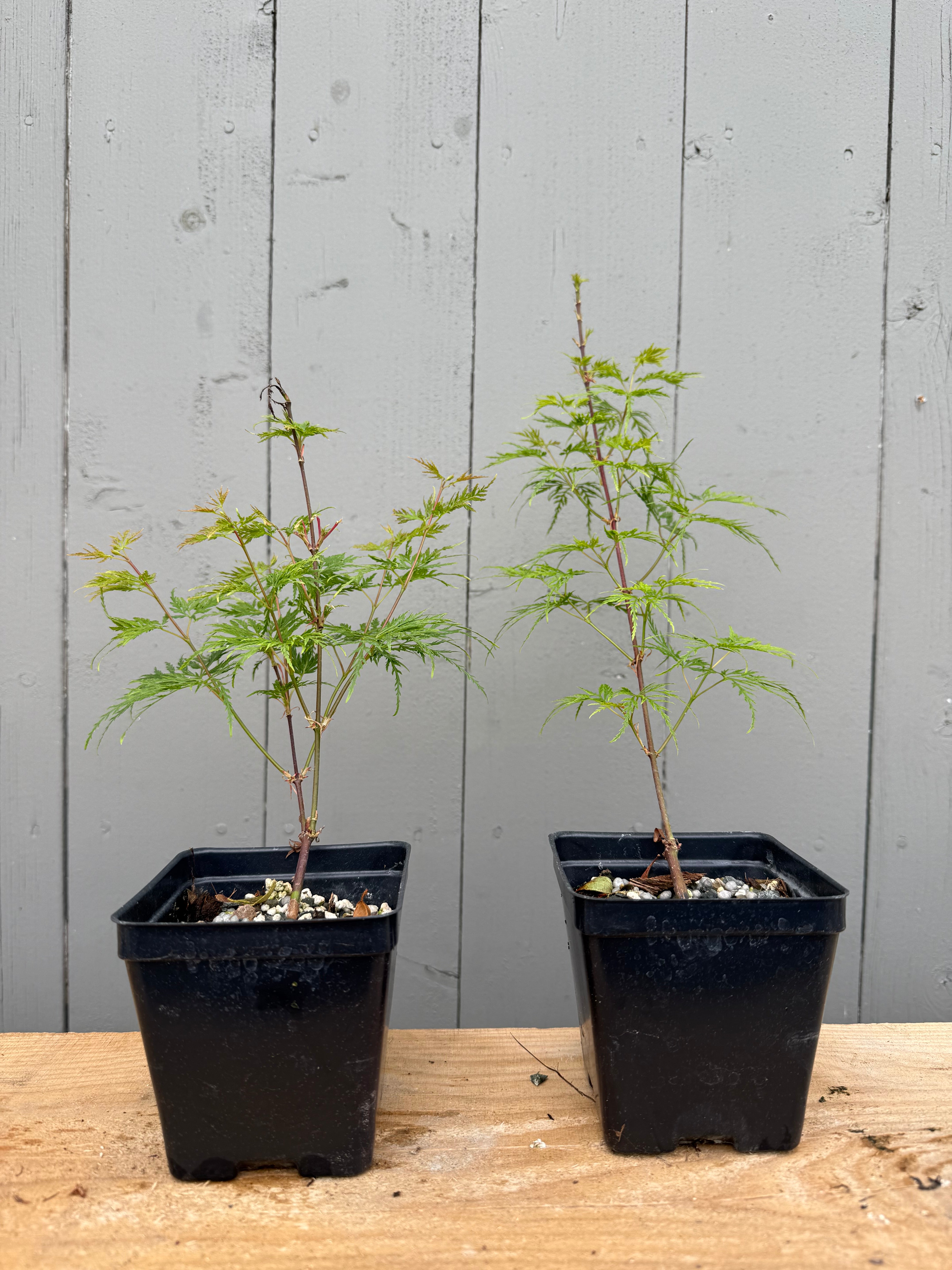 Acer palmatum 'Emerald Lace'