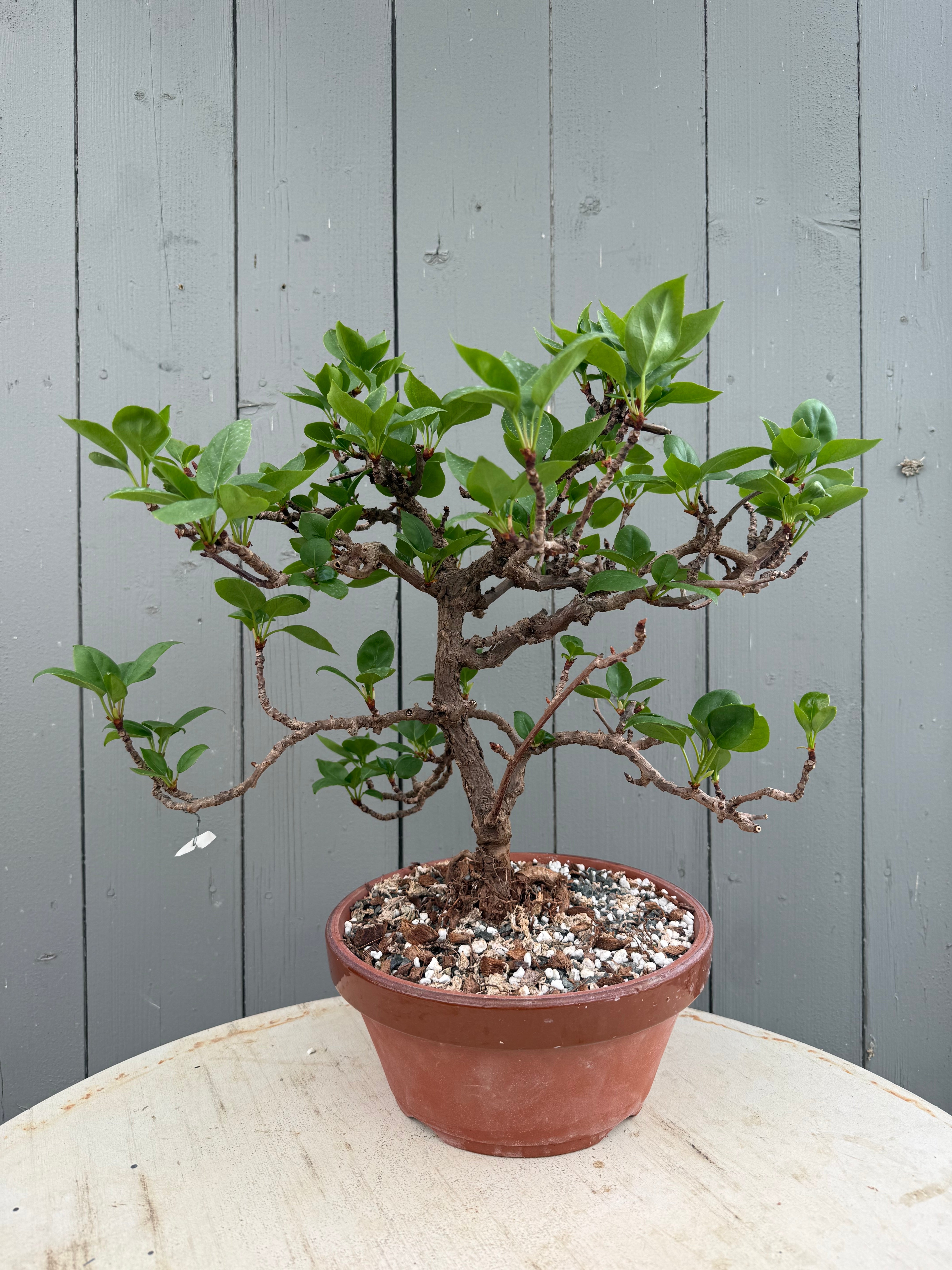Actinidia arguta