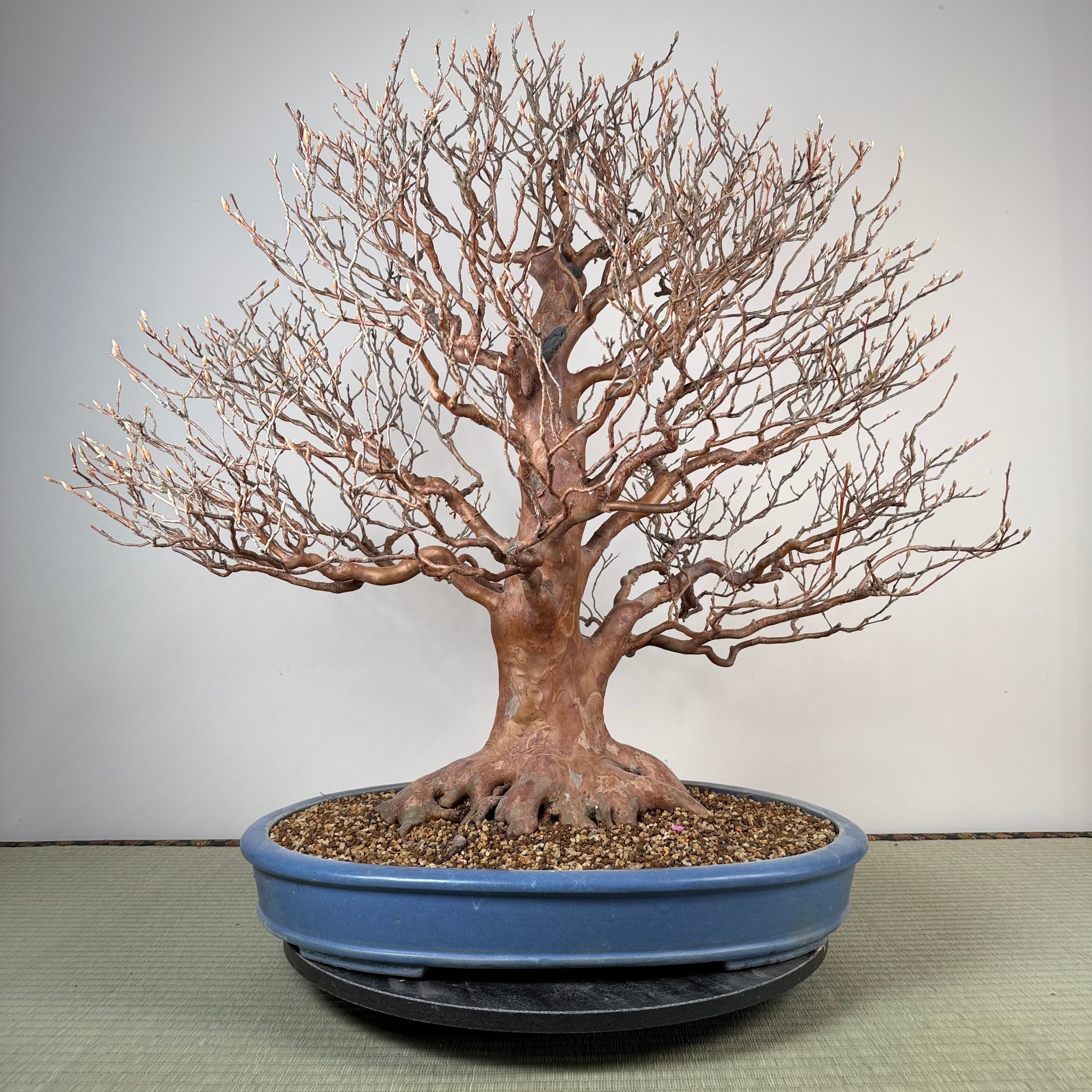 Stewartia monadelpha