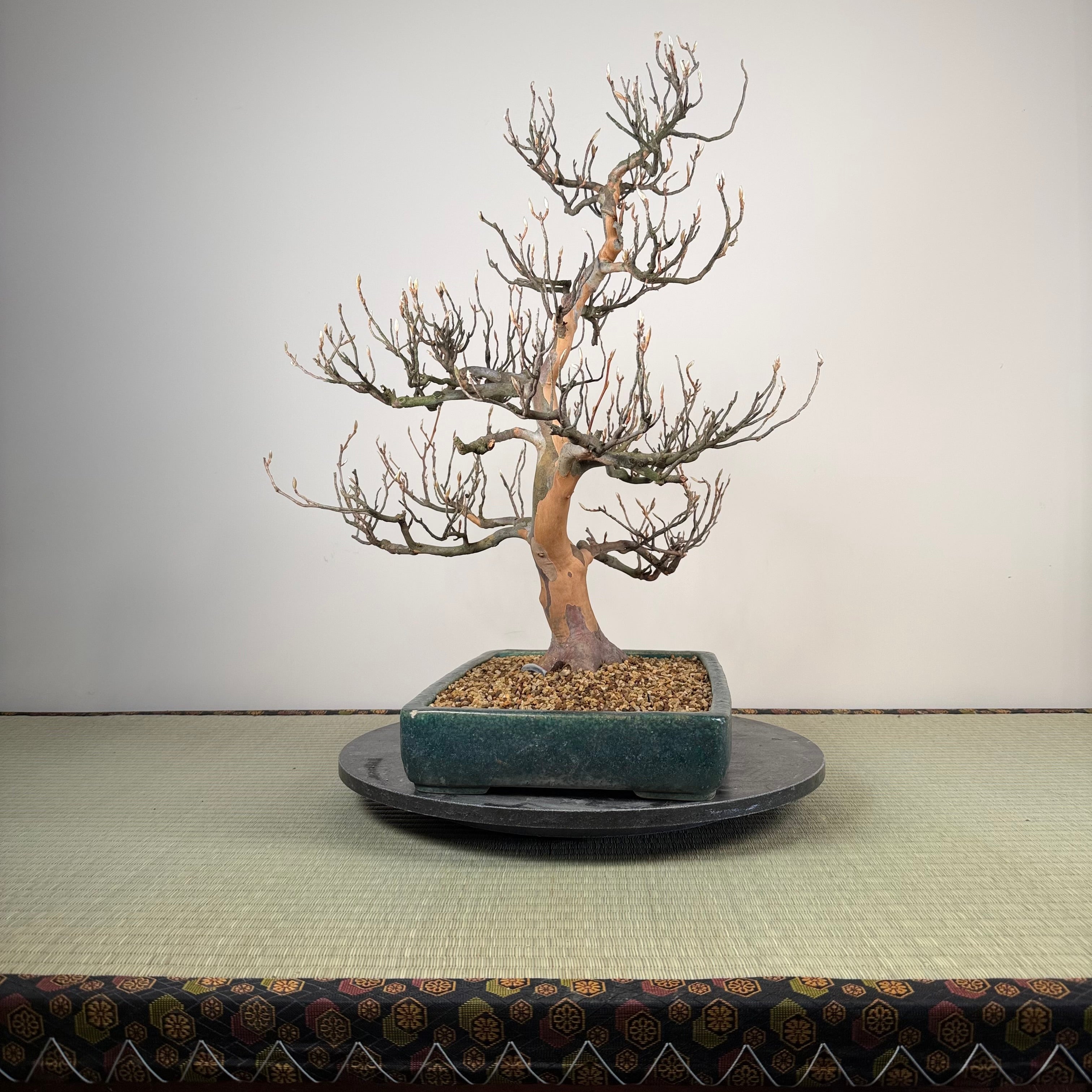 Stewartia pseudocamellia