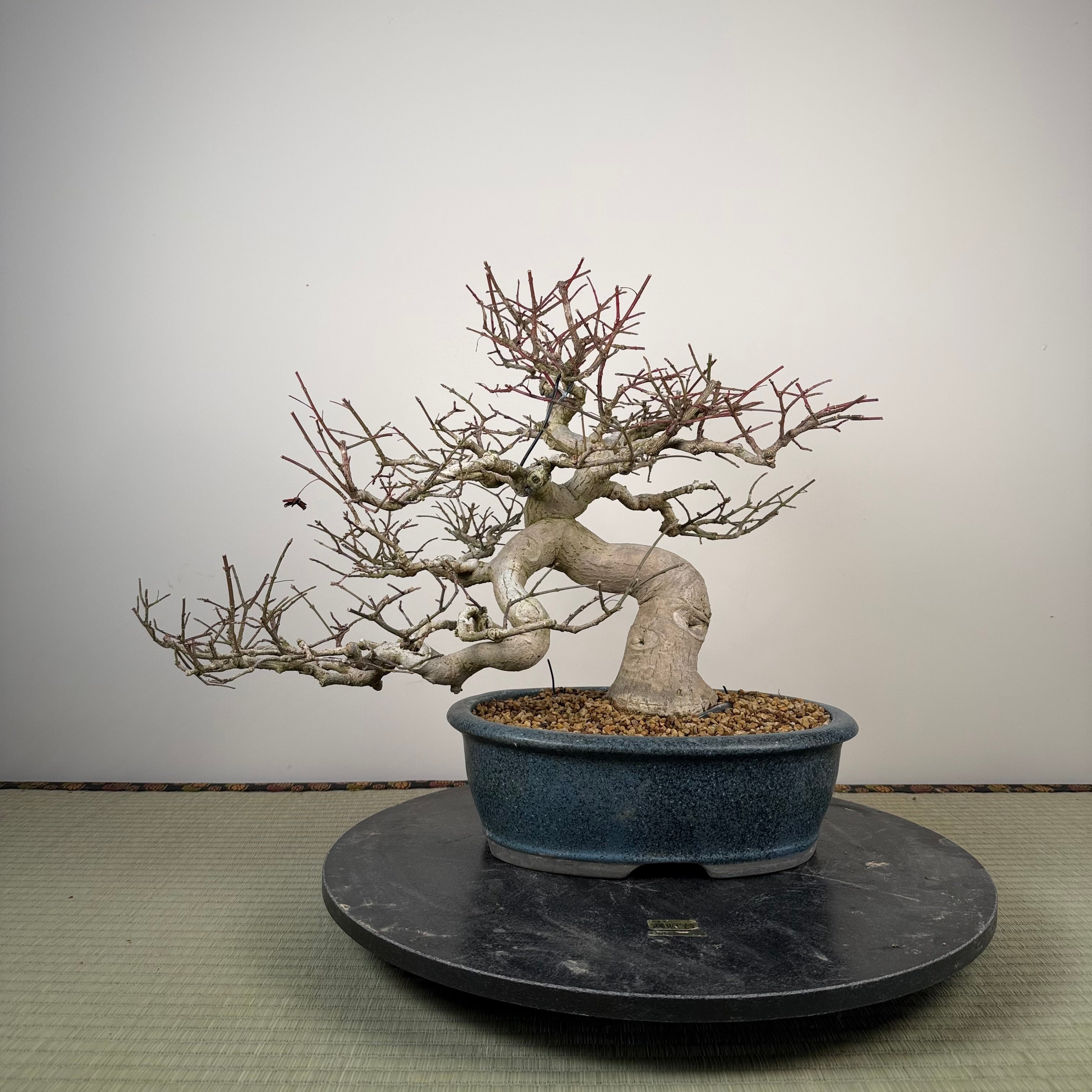 Euonymus