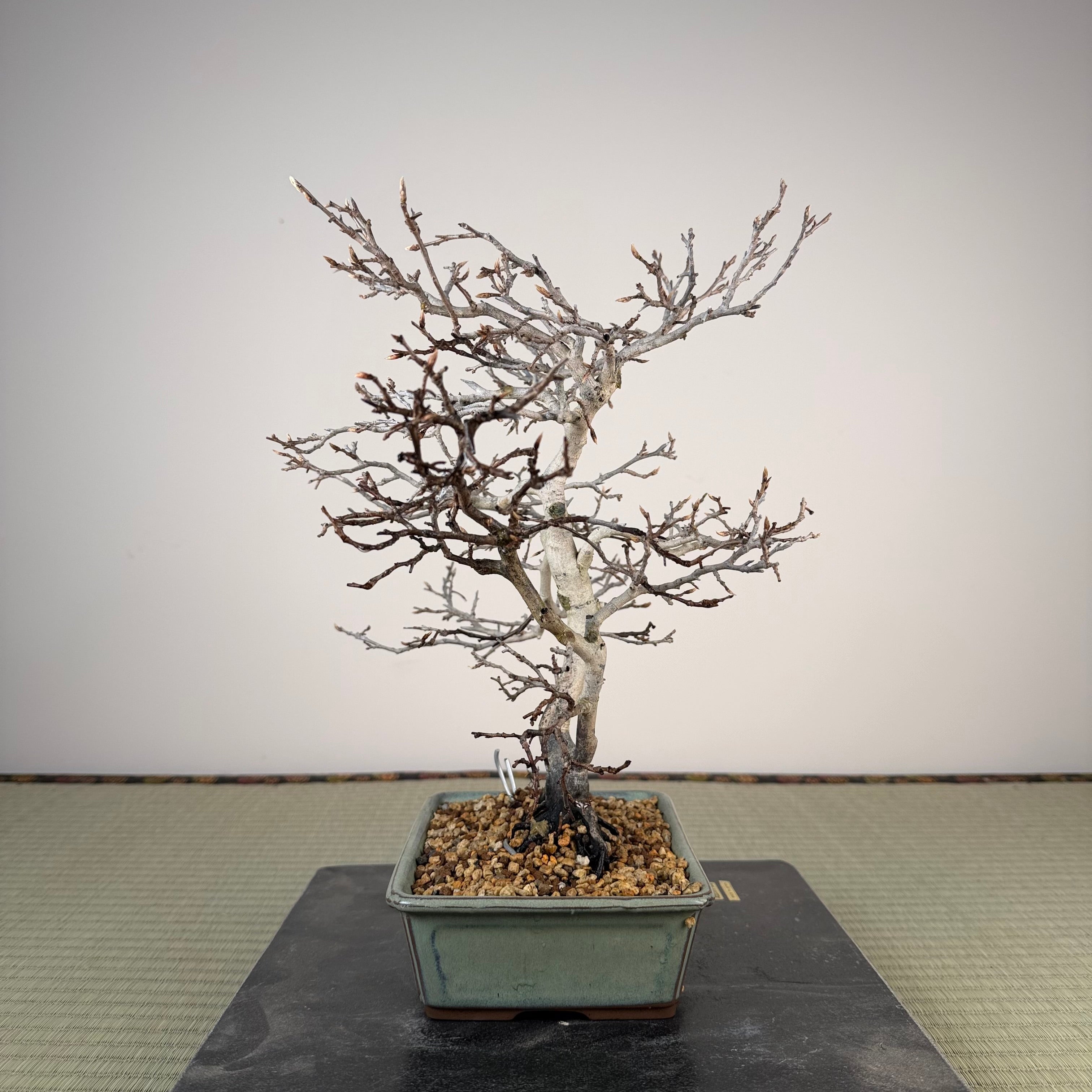 Diospyros rhombifolia