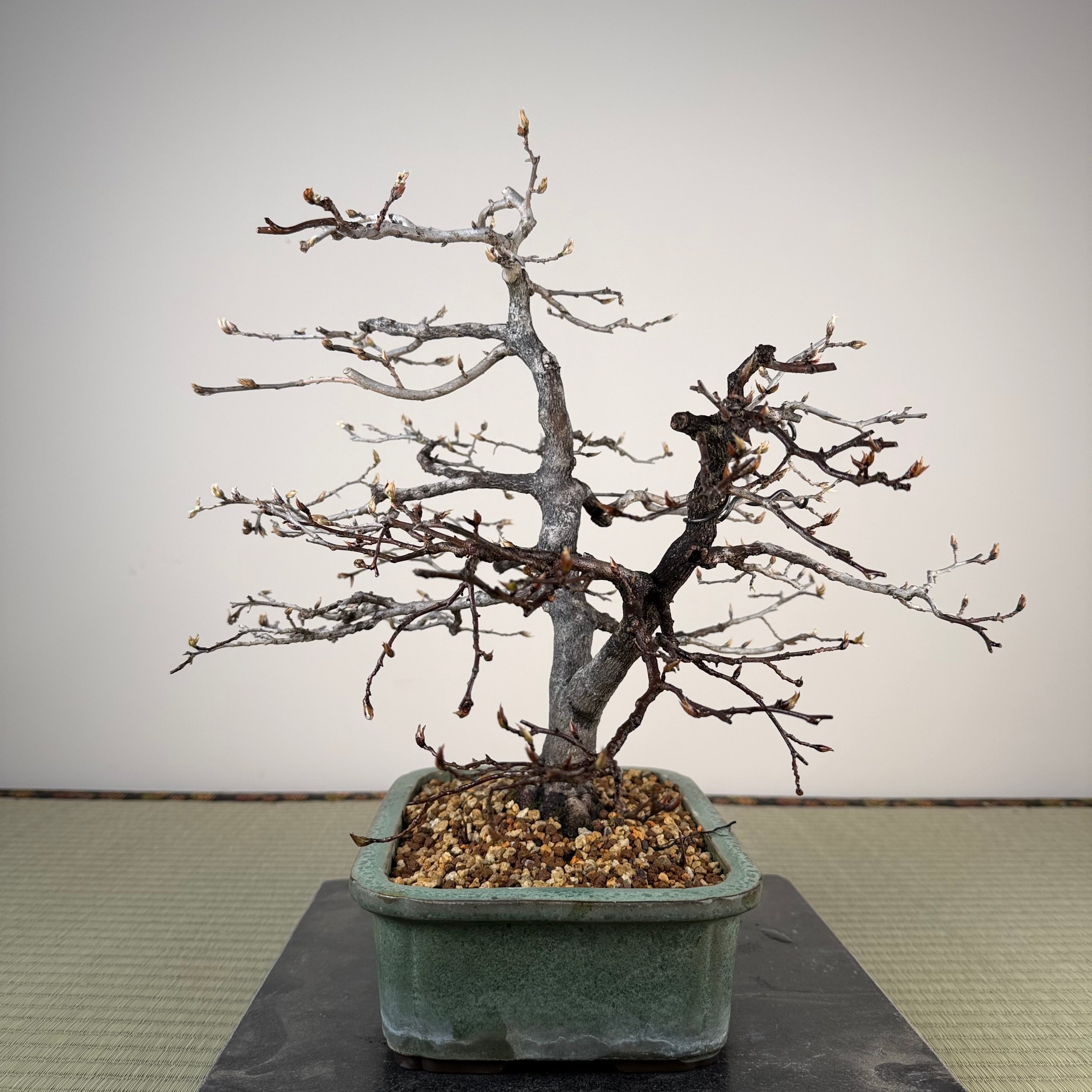 Diospyros rhombifolia